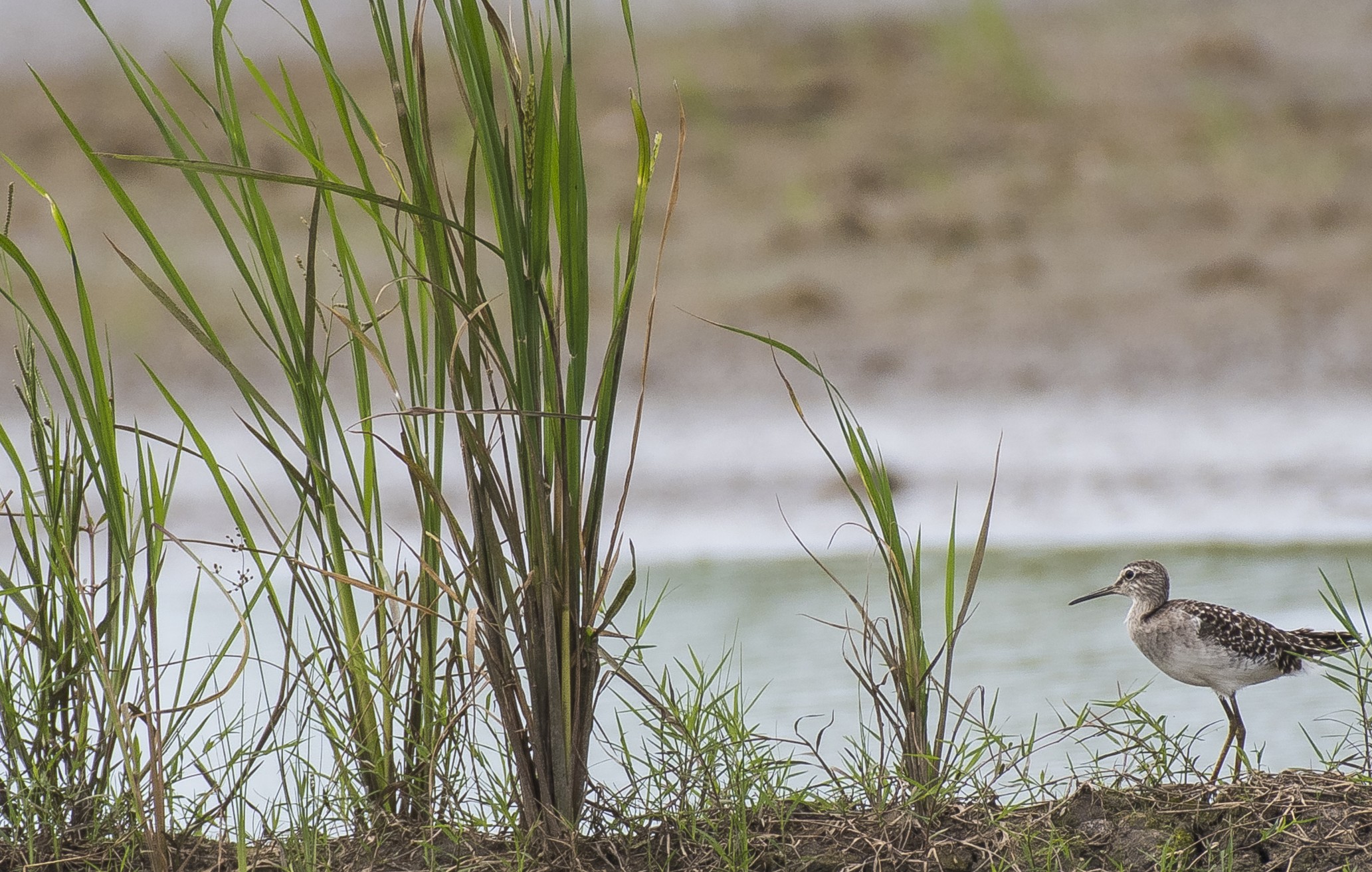 Common Sandpiper — Borneo wildlife, book, free download, jungle tour, bird, bird tour