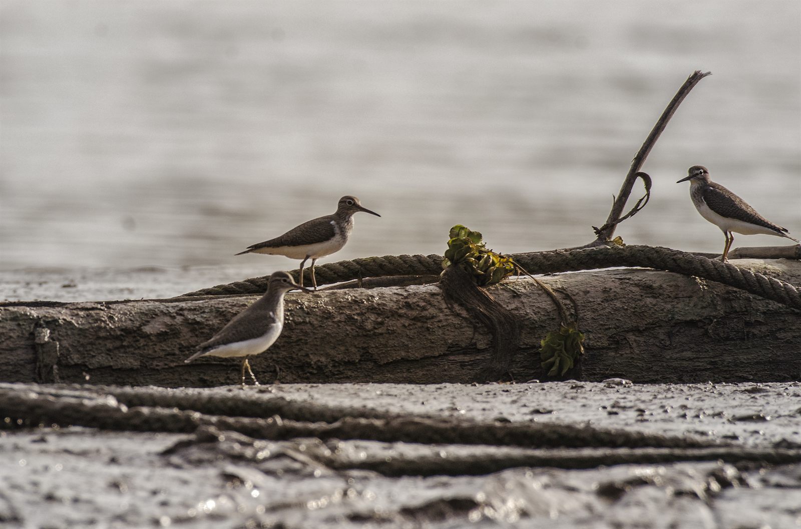 Common Sandpiper — Borneo wildlife, book, free download, jungle tour, bird, bird tour