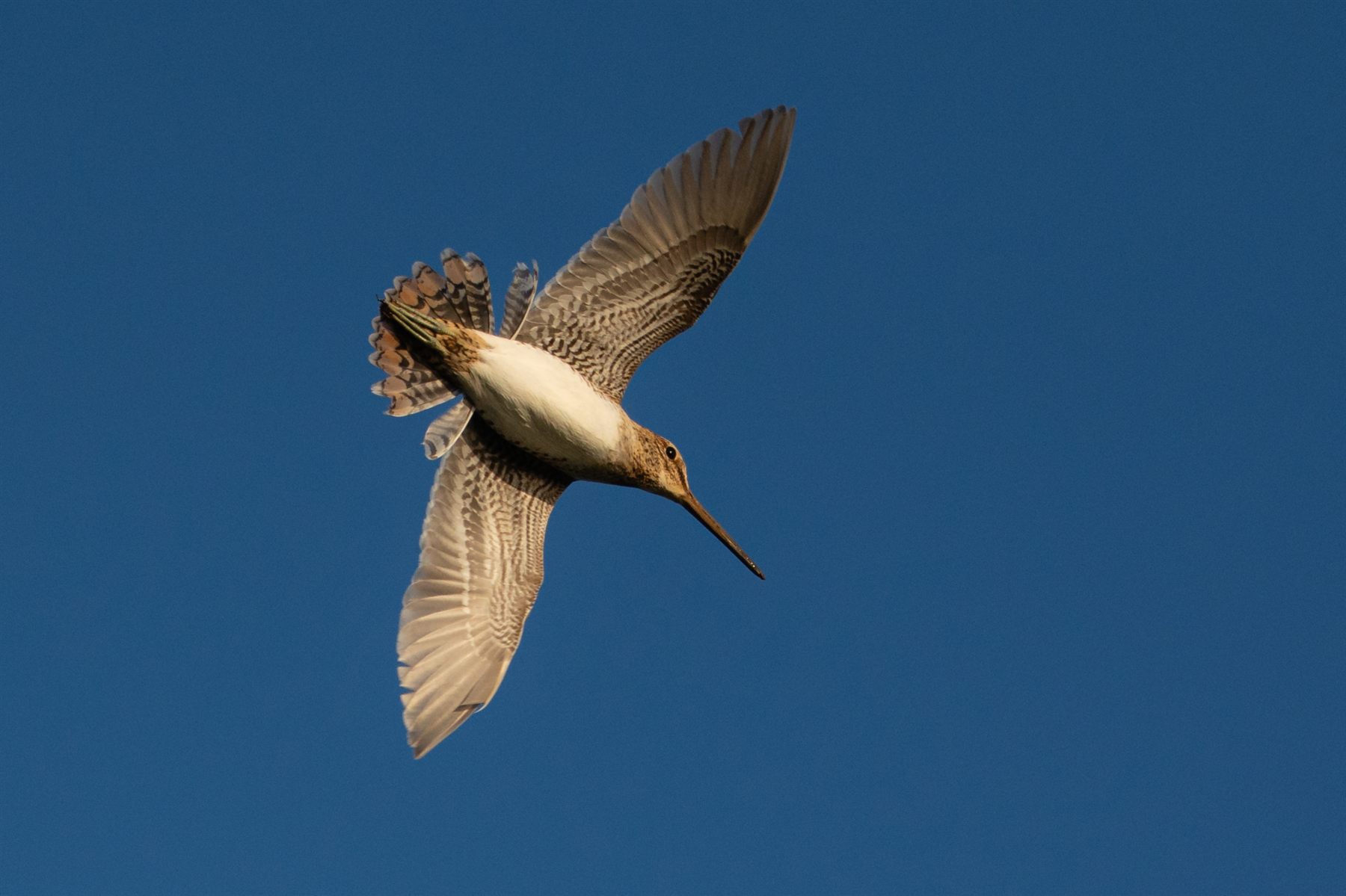 Common Snipe — Borneo wildlife, book, free download, jungle tour, bird, bird tour