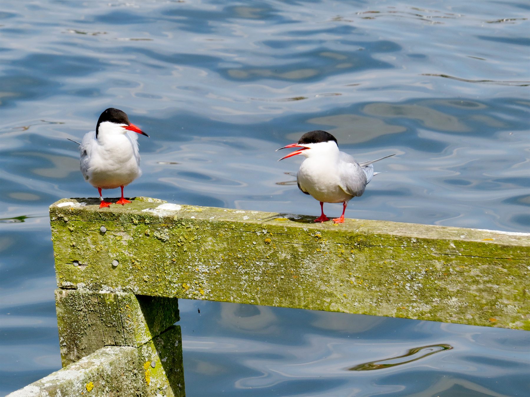 Common Tern — Borneo wildlife, book, free download, jungle tour, bird, bird tour