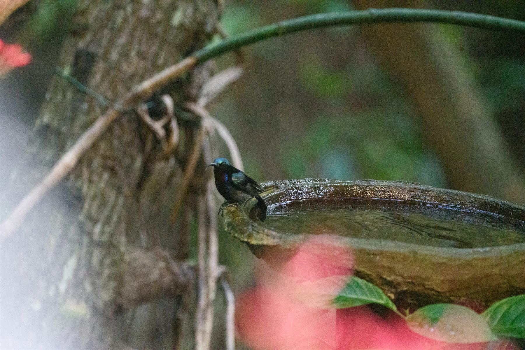 Copper-throated Sunbird — Borneo wildlife, book, free download, jungle tour, bird, bird tour