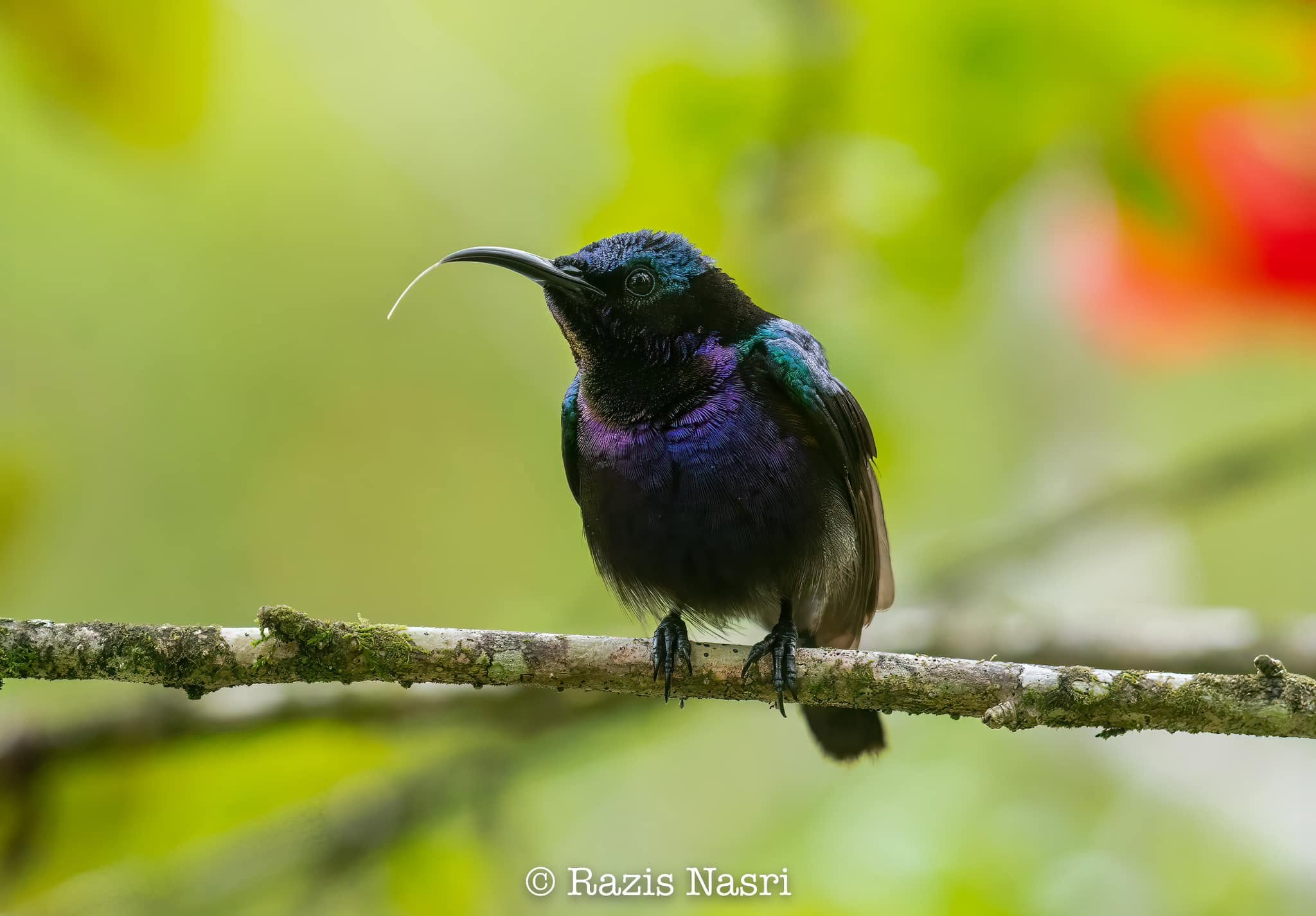 Copper-throated Sunbird — Borneo wildlife, book, free download, jungle tour, bird, bird tour