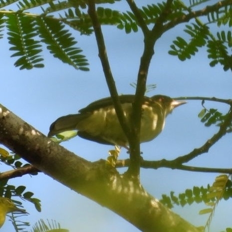 Cream-eyed Bulbul — Borneo wildlife, book, free download, jungle tour, bird, bird tour