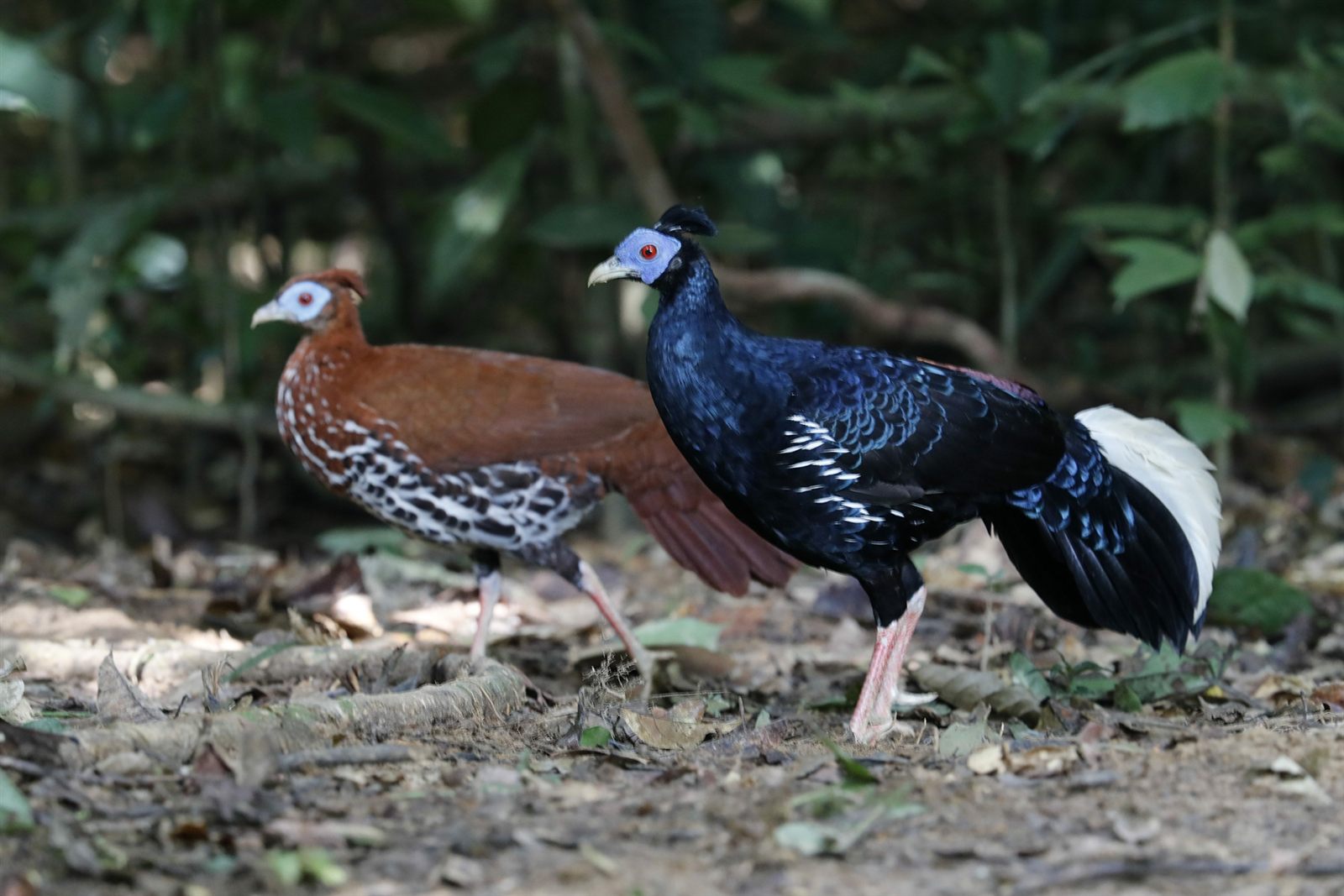 Bornean Crested Fireback — Borneo wildlife, book, free download, jungle tour, bird, bird tour
