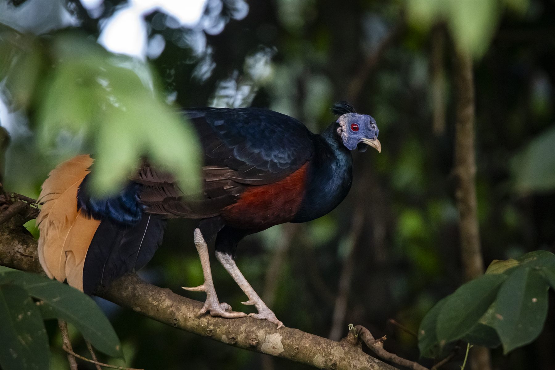 Bornean Crested Fireback — Borneo wildlife, book, free download, jungle tour, bird, bird tour