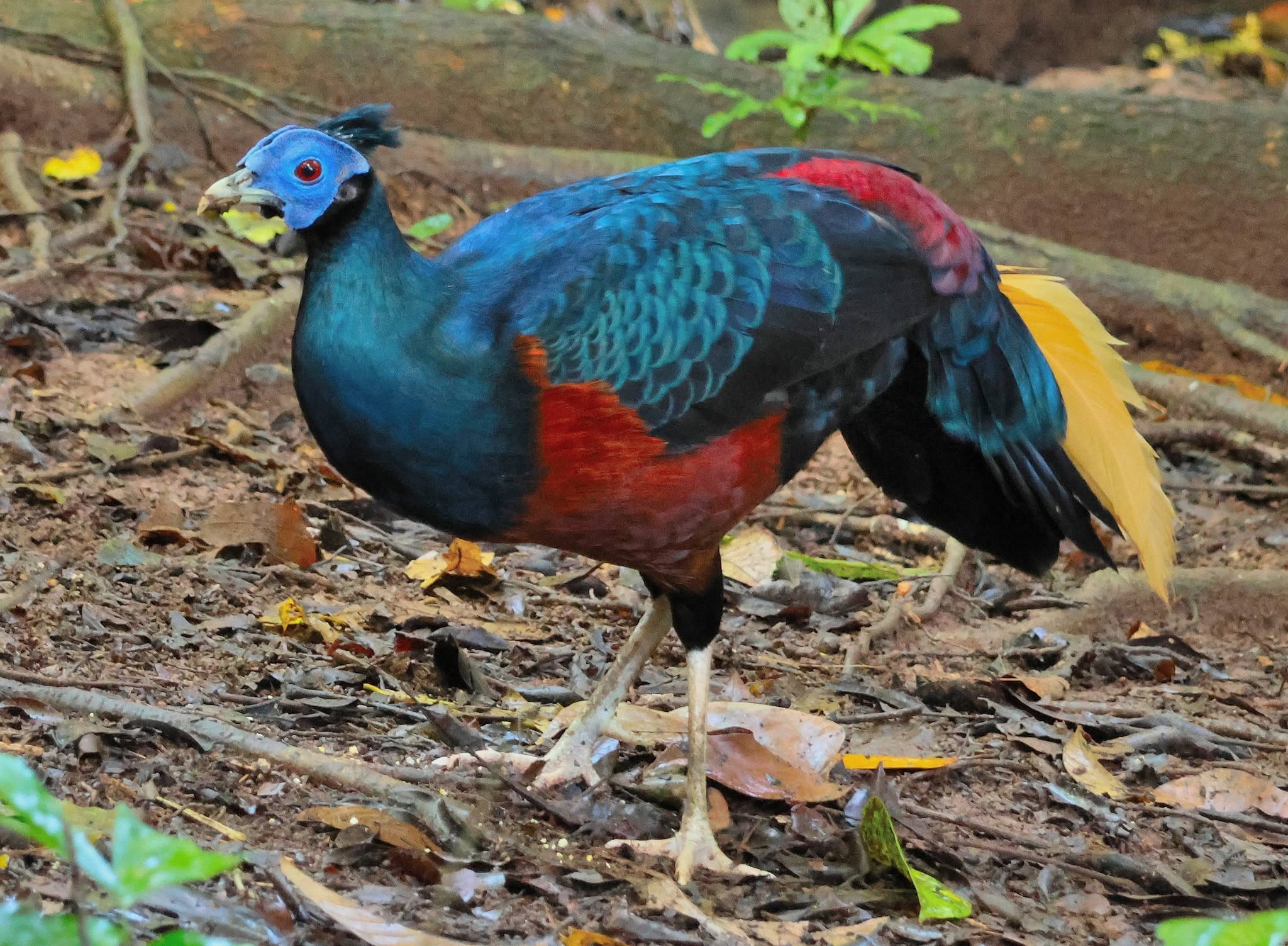 Bornean Crested Fireback — Borneo wildlife, book, free download, jungle tour, bird, bird tour