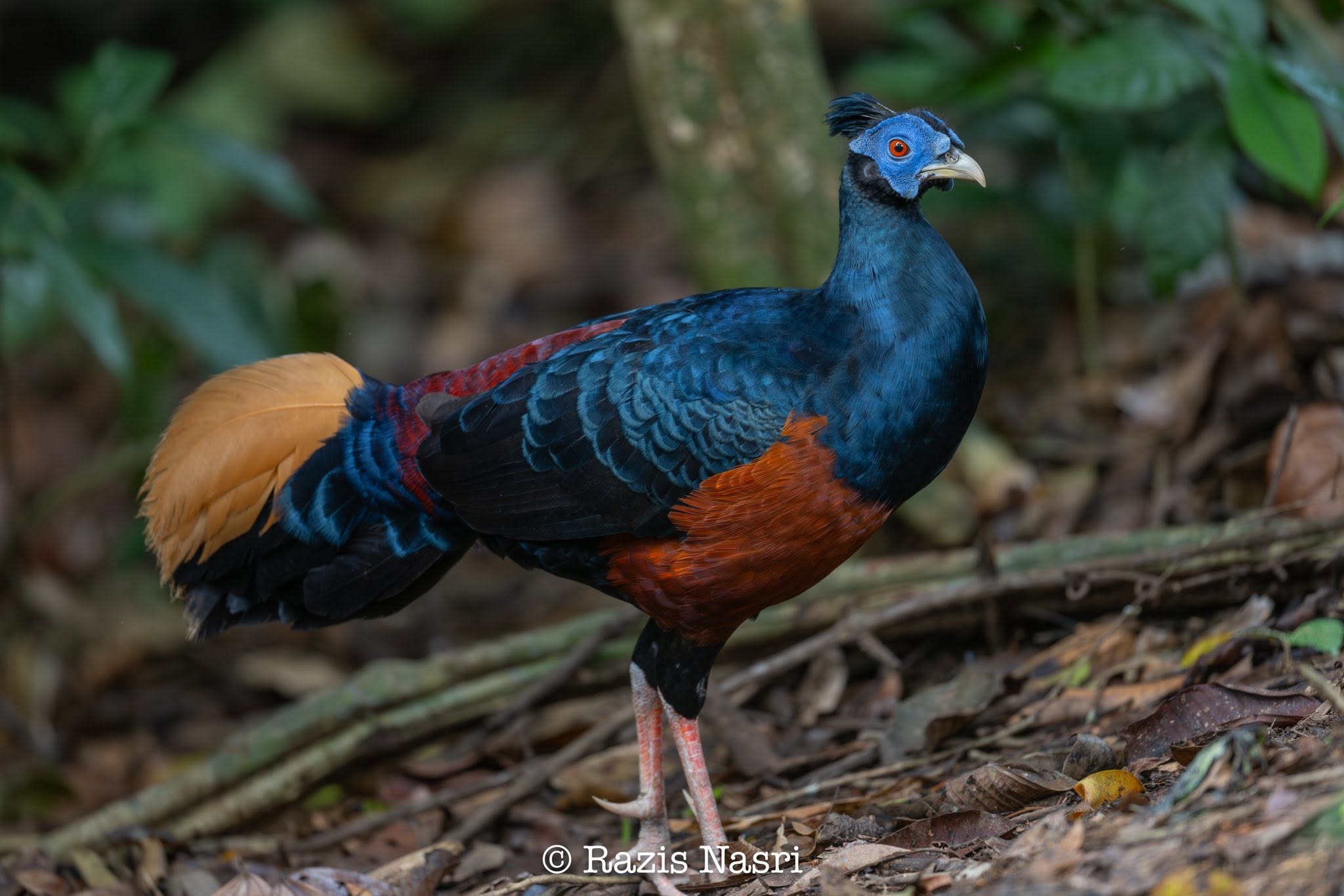 Bornean Crested Fireback — Borneo wildlife, book, free download, jungle tour, bird, bird tour