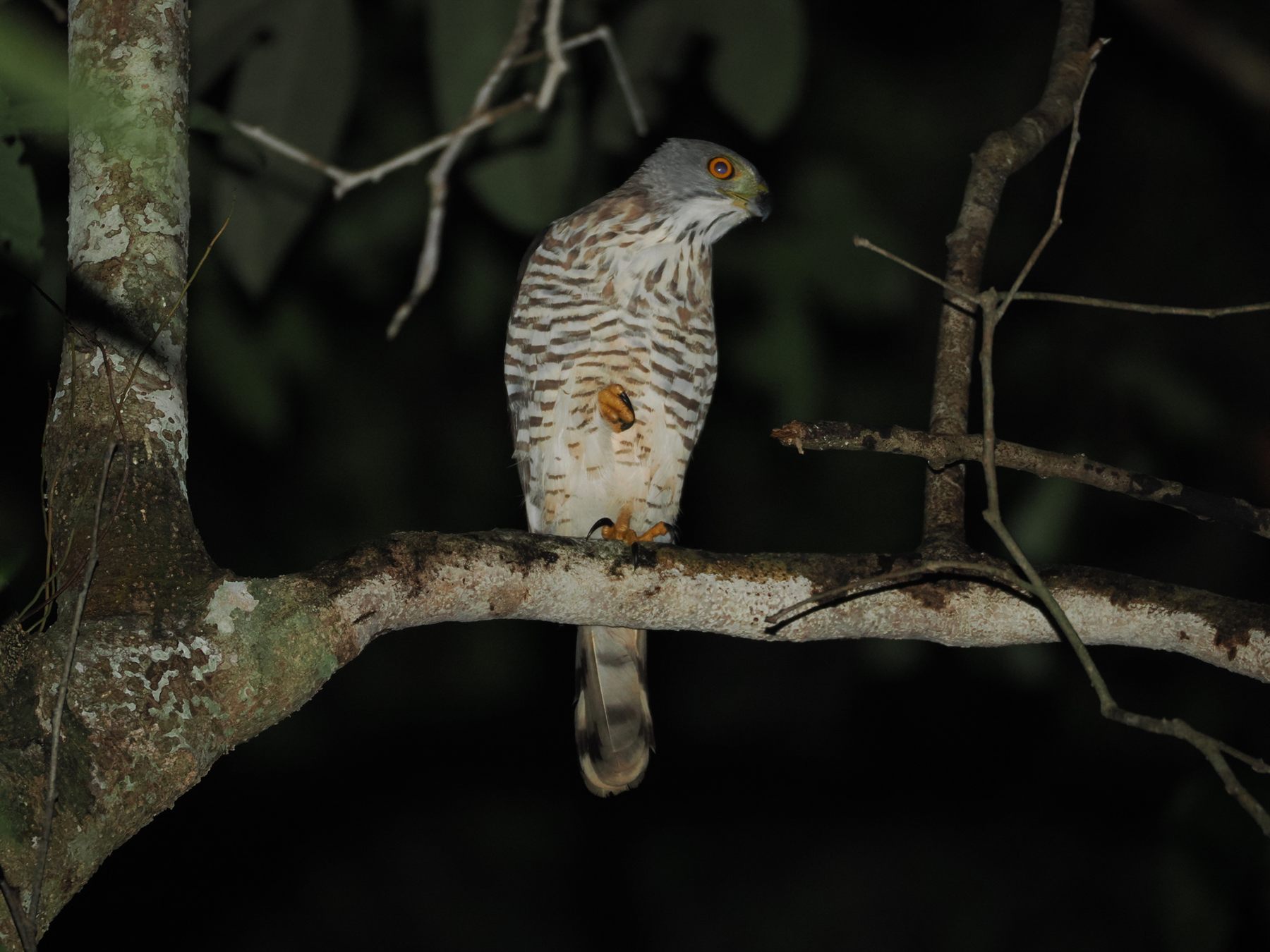 Crested Goshawk — Borneo wildlife, book, free download, jungle tour, bird, bird tour