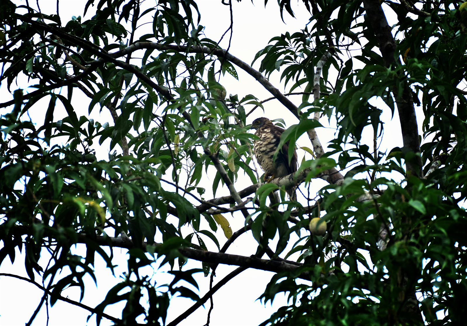 Crested Goshawk — Borneo wildlife, book, free download, jungle tour, bird, bird tour