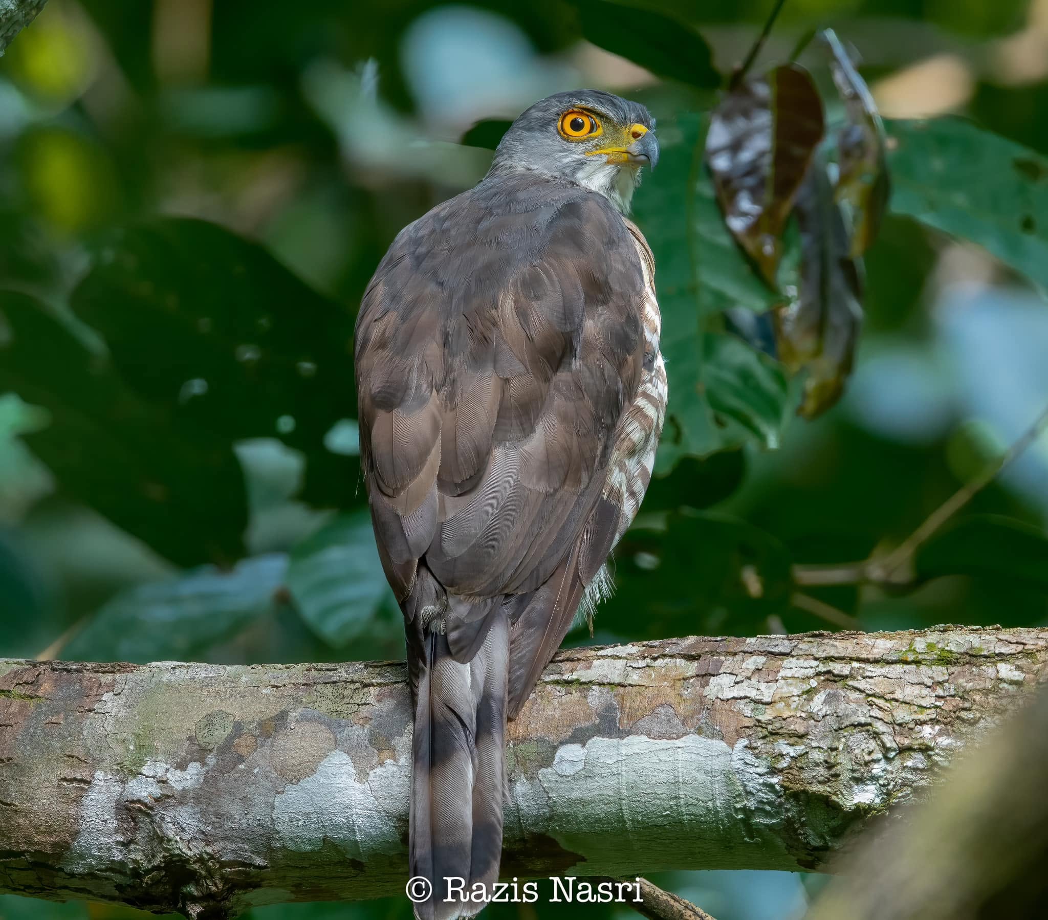 Crested Goshawk — Borneo wildlife, book, free download, jungle tour, bird, bird tour