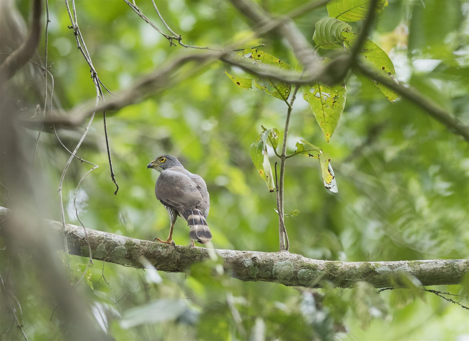 Crested Goshawk — Borneo wildlife, book, free download, jungle tour, bird, bird tour
