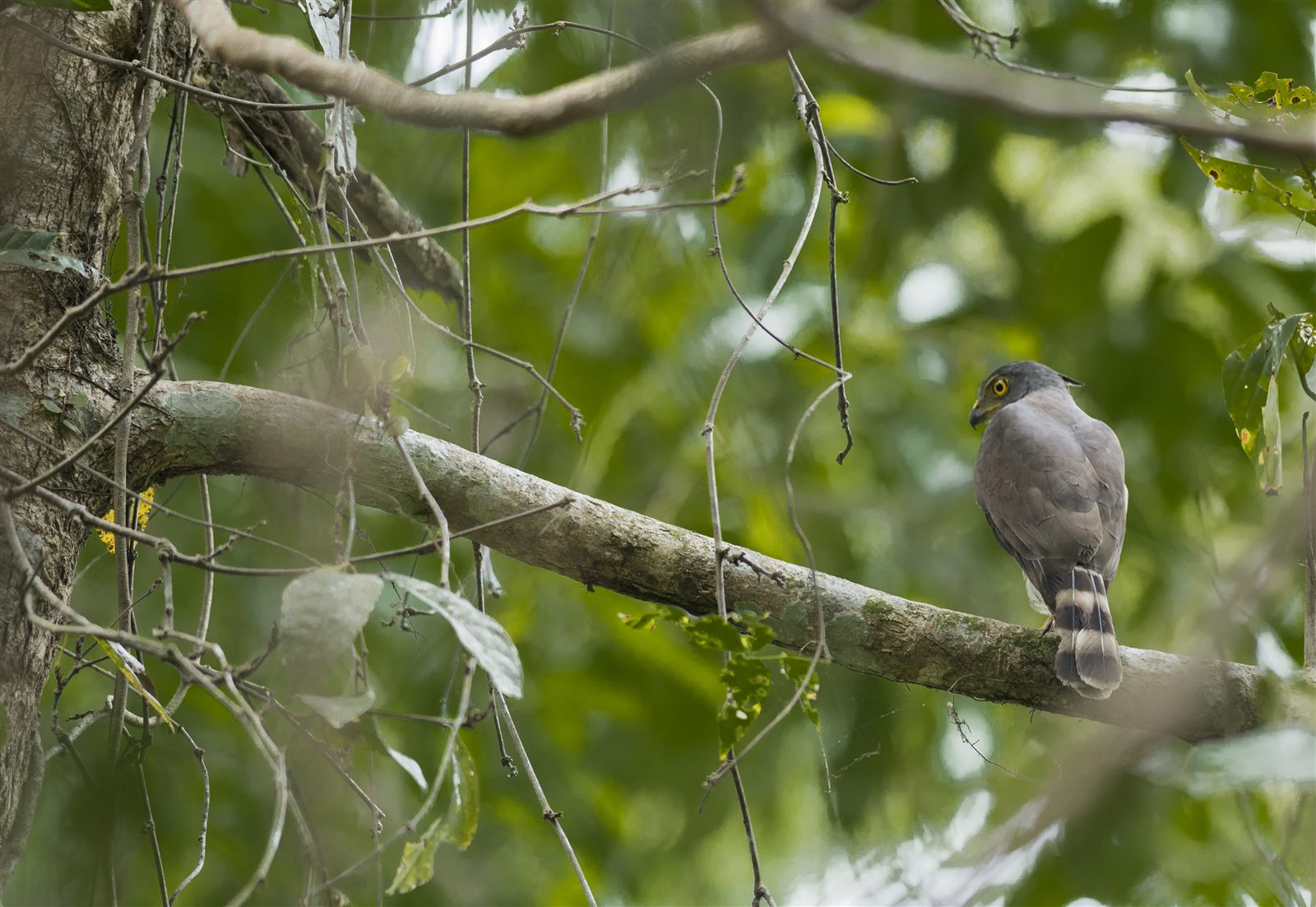 Crested Goshawk — Borneo wildlife, book, free download, jungle tour, bird, bird tour