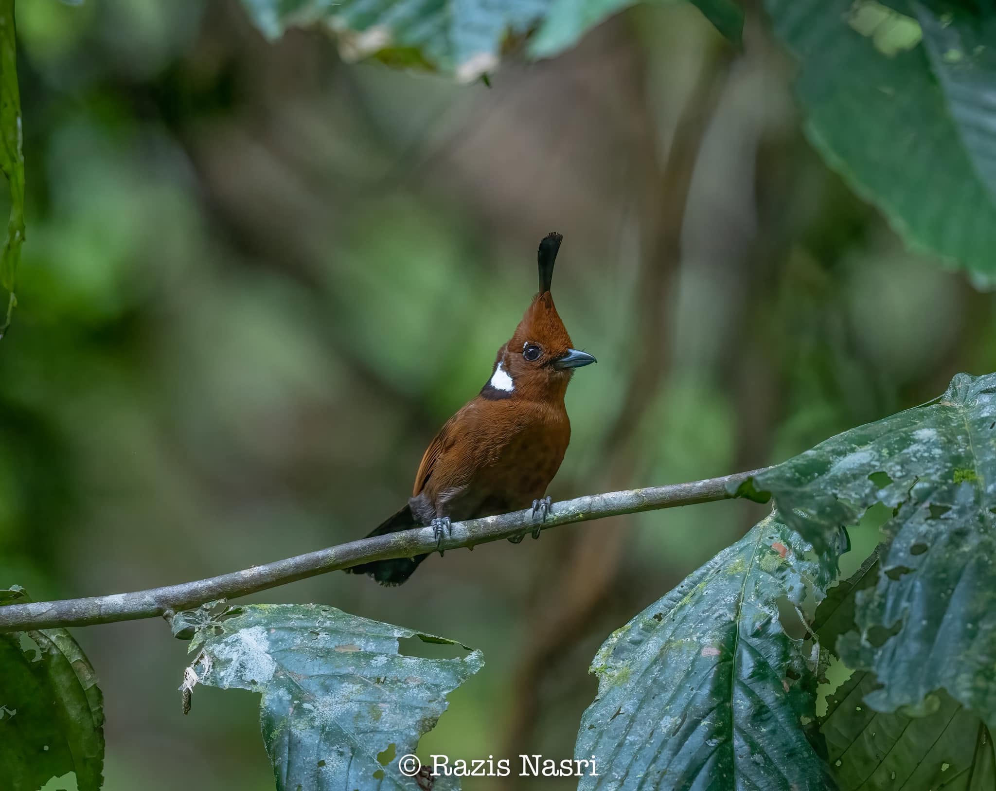 Crested Jayshrike — Borneo wildlife, book, free download, jungle tour, bird, bird tour
