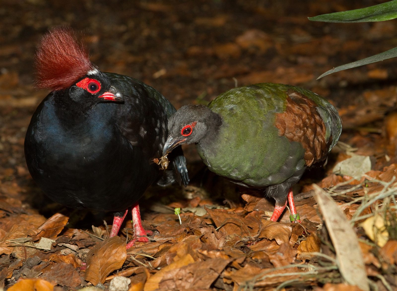 Crested Partridge — Borneo wildlife, book, free download, jungle tour, bird, bird tour