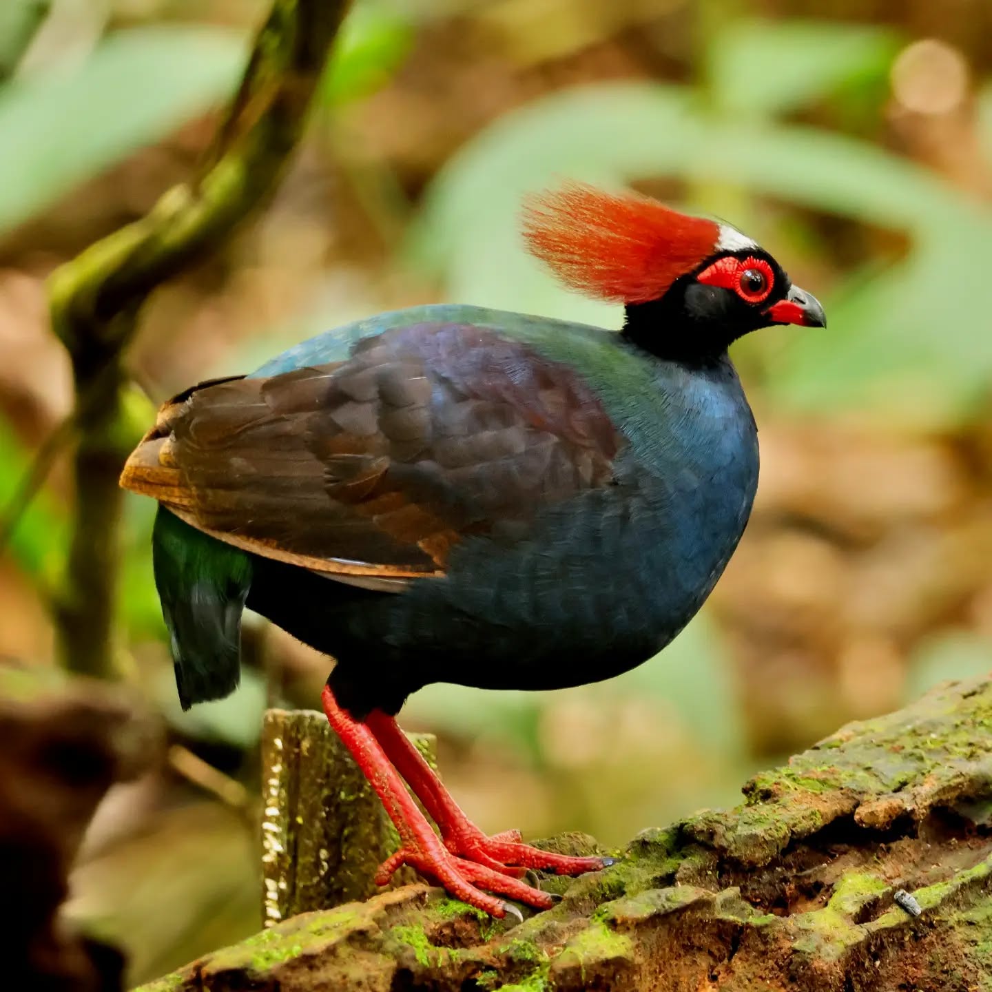 Crested Partridge — Borneo wildlife, book, free download, jungle tour, bird, bird tour