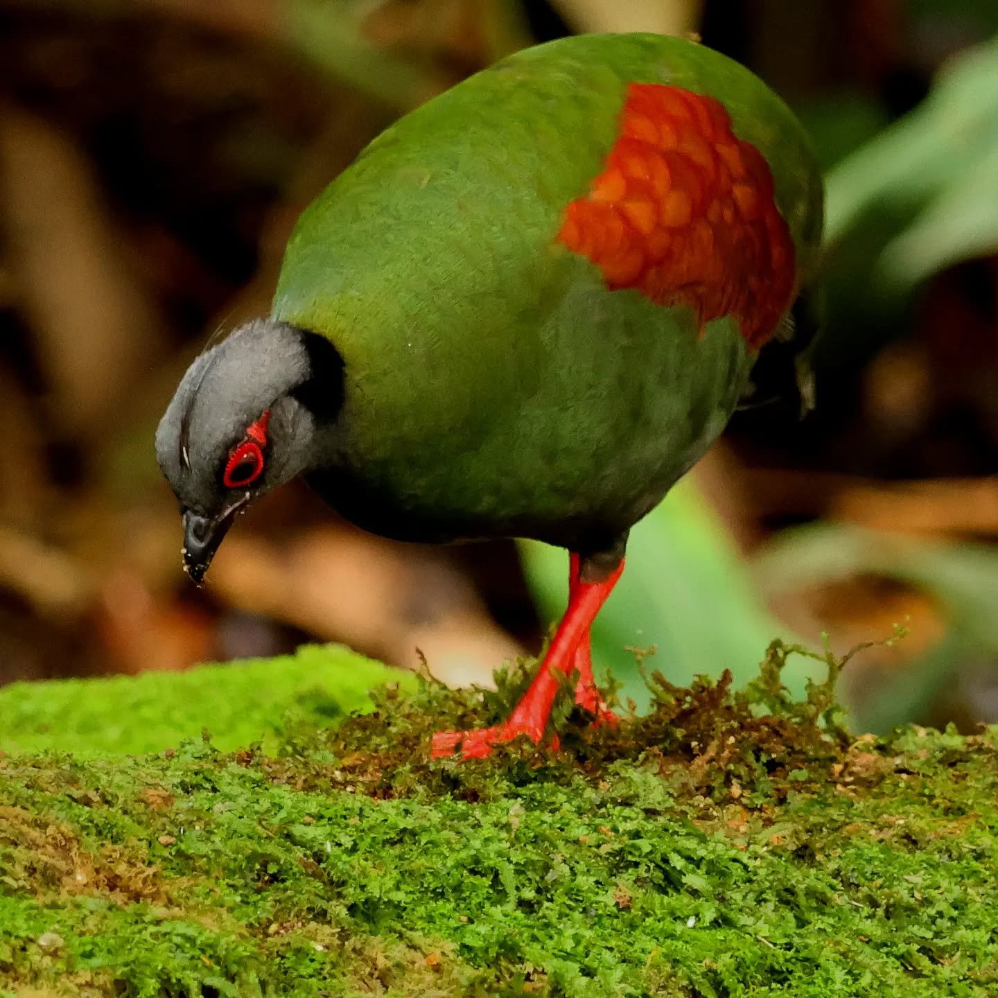 Crested Partridge — Borneo wildlife, book, free download, jungle tour, bird, bird tour