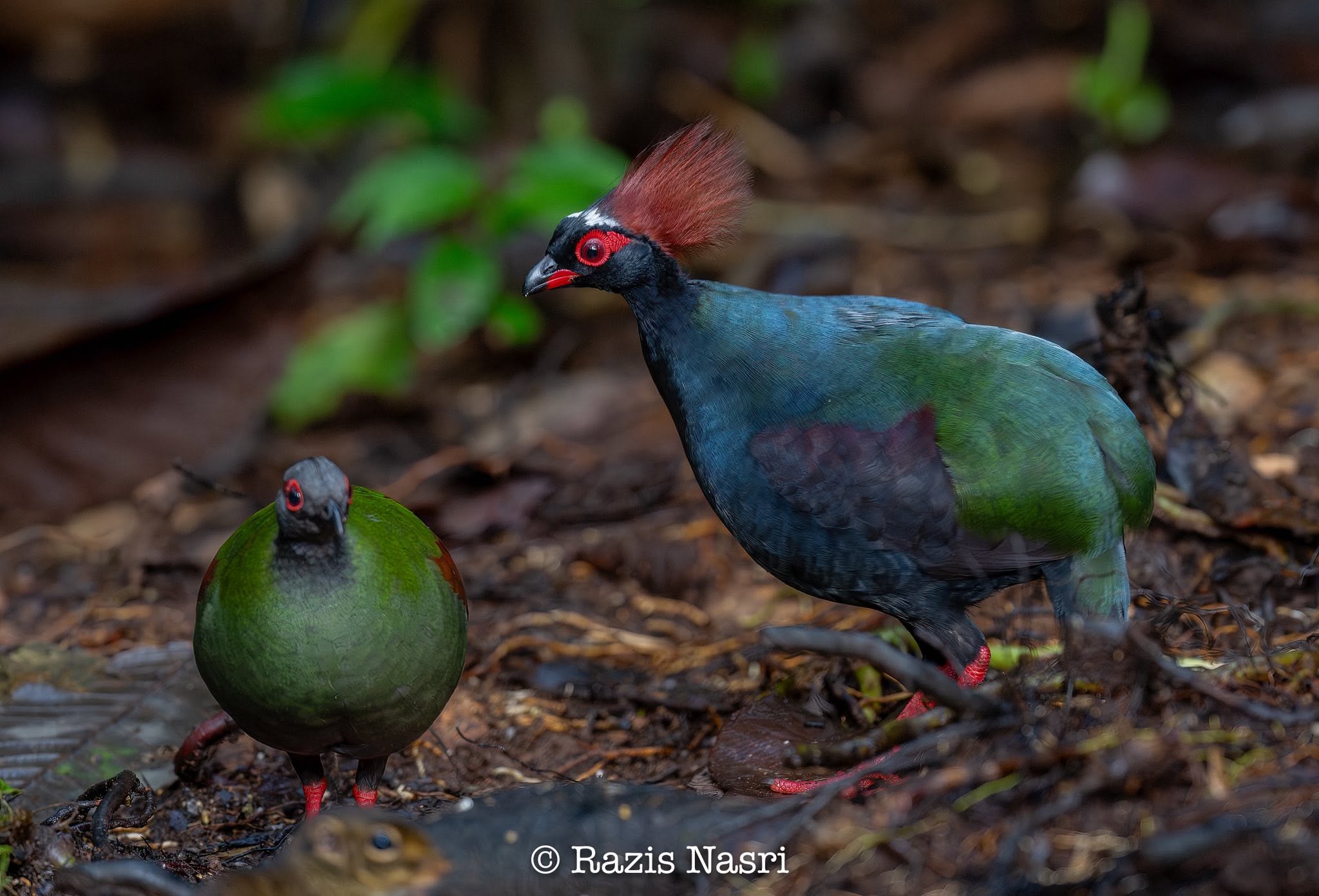 Crested Partridge — Borneo wildlife, book, free download, jungle tour, bird, bird tour