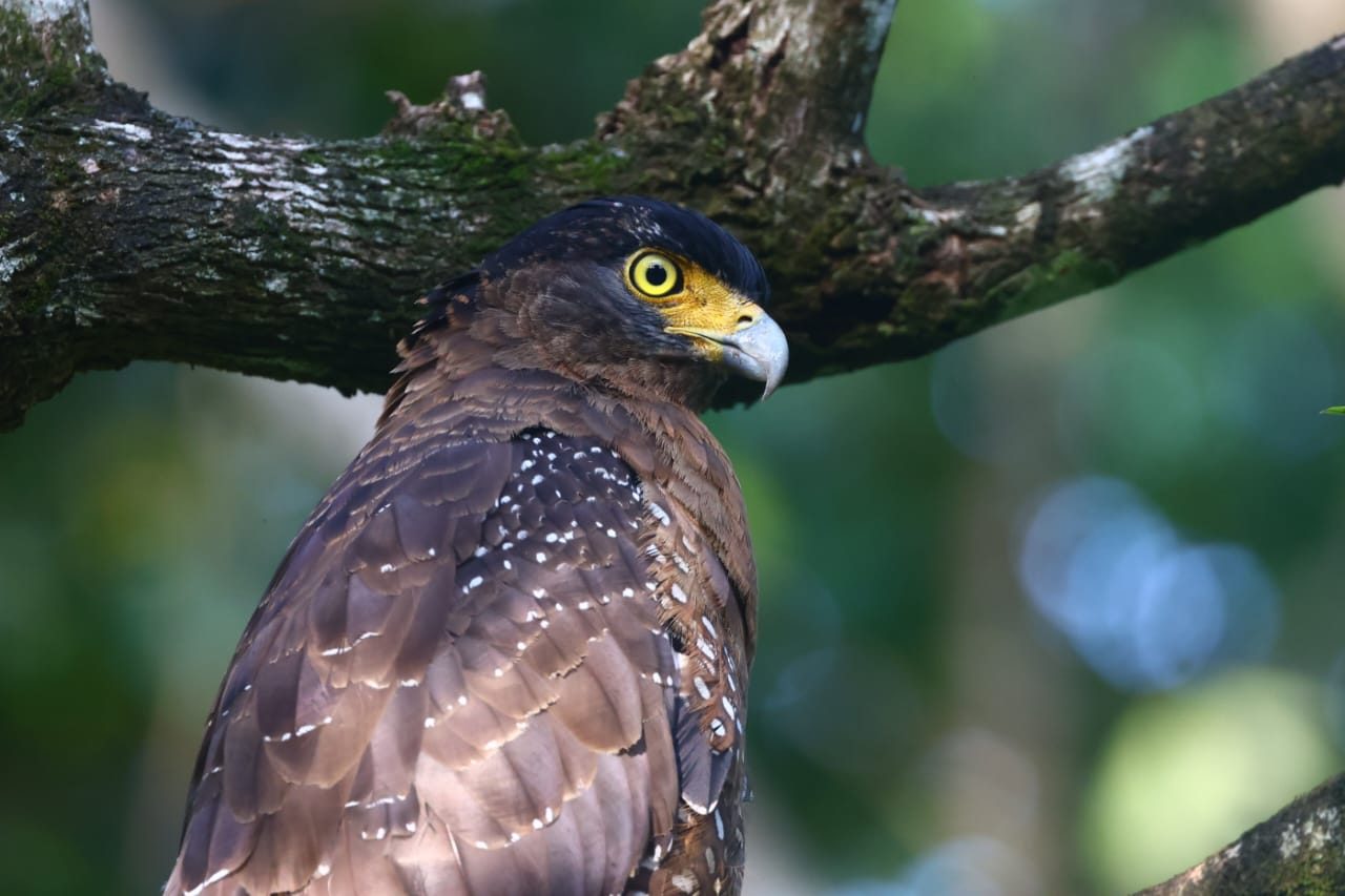 Crested Serpent-Eagle — Borneo wildlife, book, free download, jungle tour, bird, bird tour