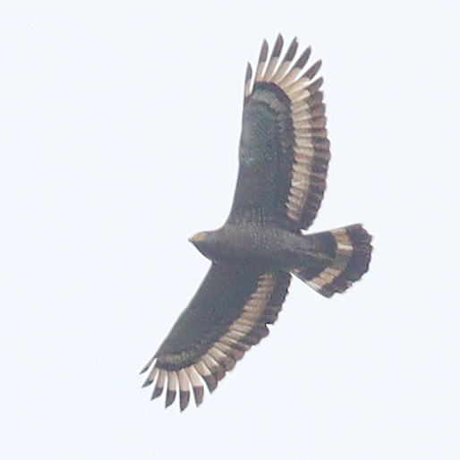 Crested Serpent-Eagle — Borneo wildlife, book, free download, jungle tour, bird, bird tour
