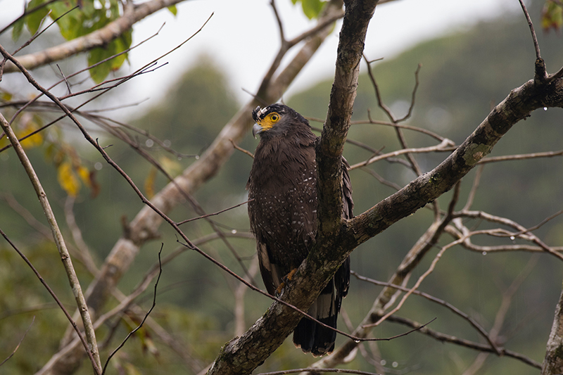 Crested Serpent-Eagle — Borneo wildlife, book, free download, jungle tour, bird, bird tour