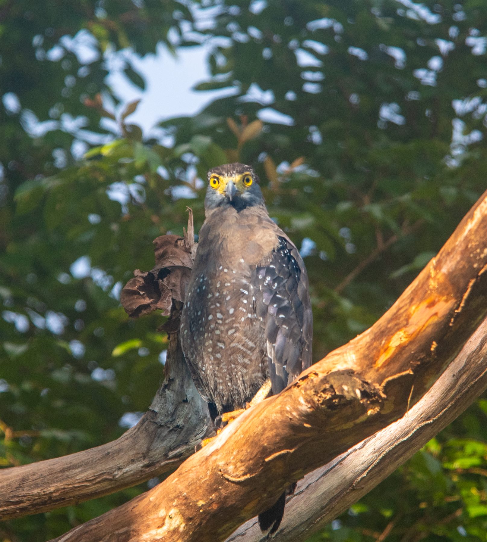 Crested Serpent-Eagle — Borneo wildlife, book, free download, jungle tour, bird, bird tour