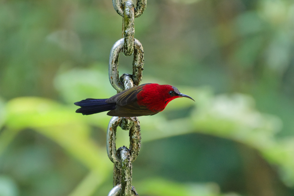 Crimson Sunbird — Borneo wildlife, book, free download, jungle tour, bird, bird tour