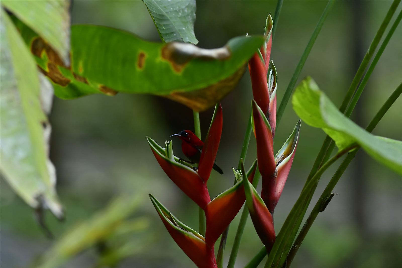 Crimson Sunbird — Borneo wildlife, book, free download, jungle tour, bird, bird tour