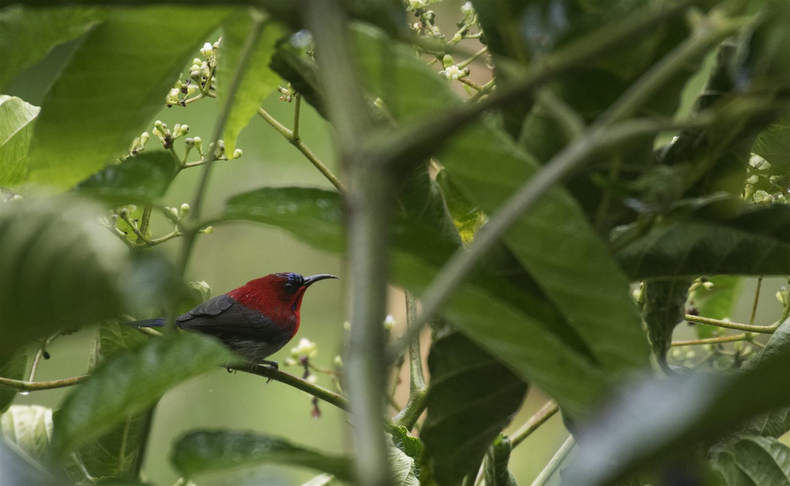 Crimson Sunbird — Borneo wildlife, book, free download, jungle tour, bird, bird tour