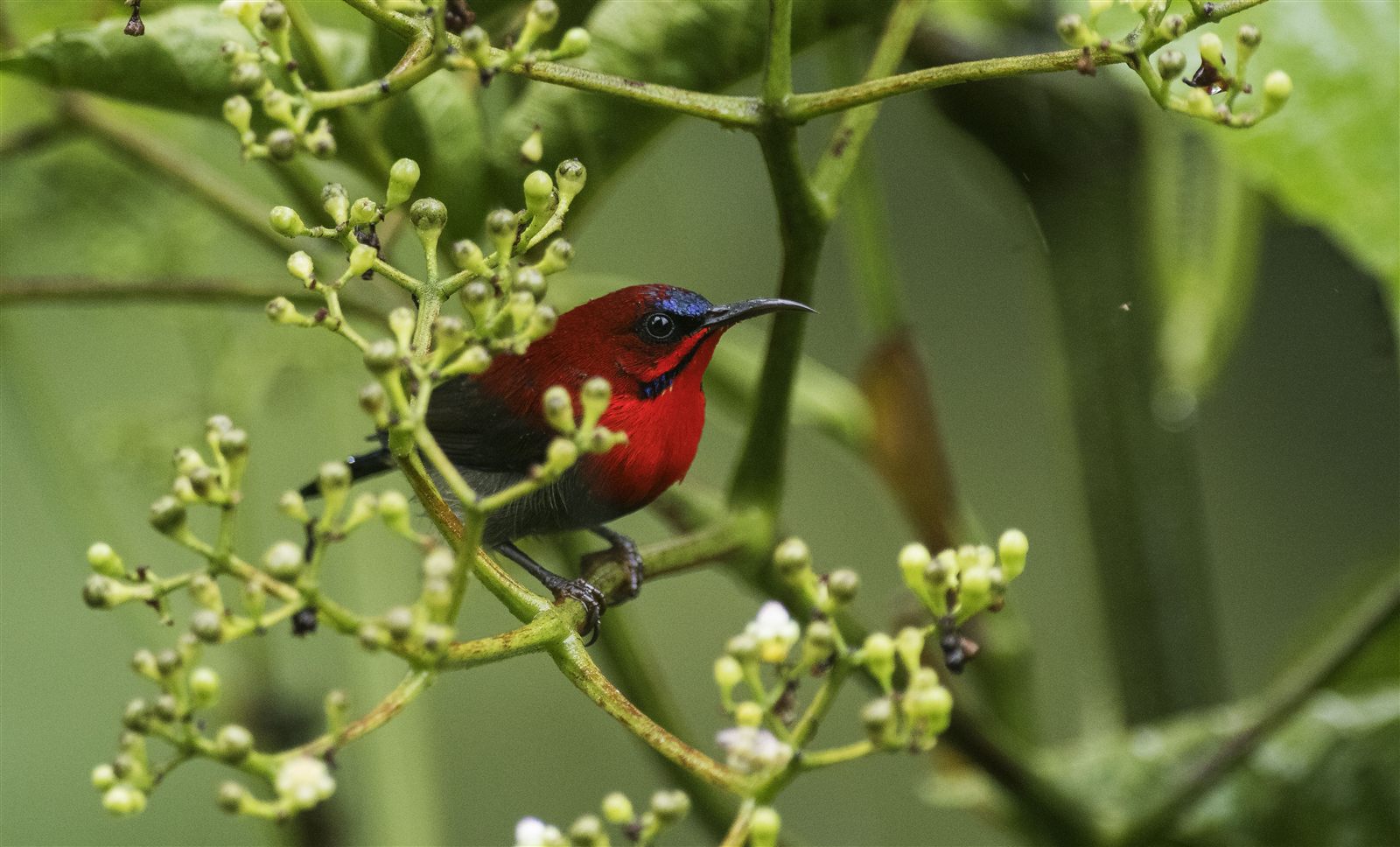 Crimson Sunbird — Borneo wildlife, book, free download, jungle tour, bird, bird tour