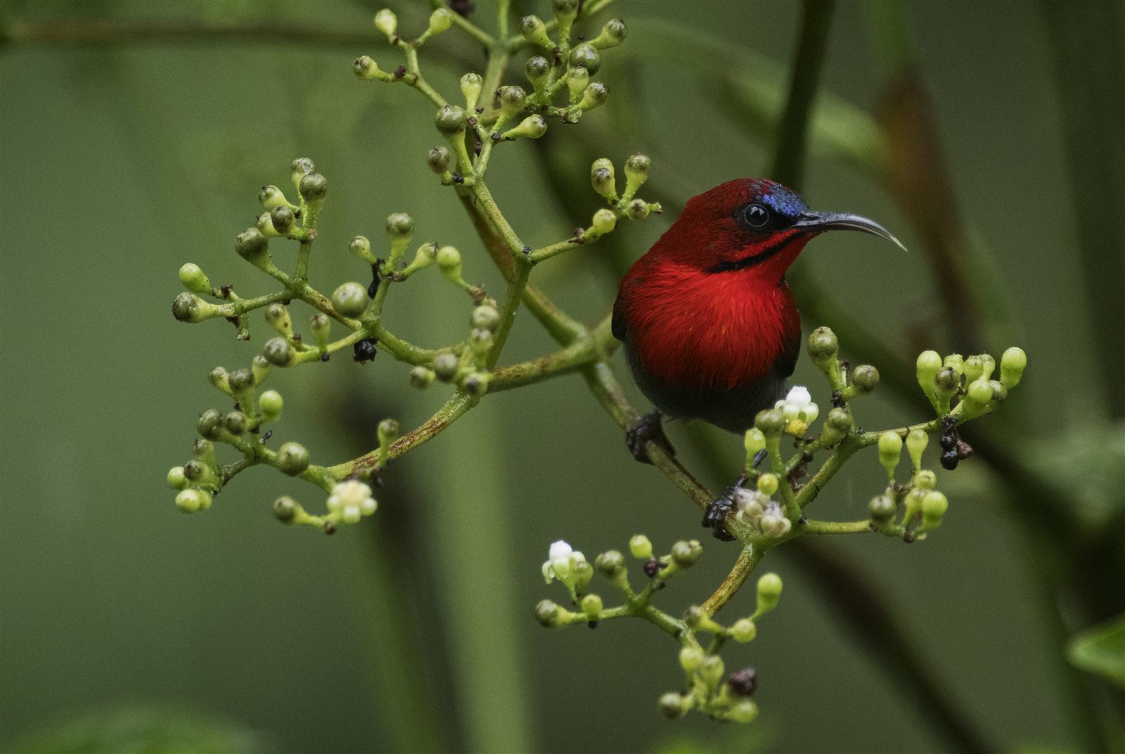 Crimson Sunbird — Borneo wildlife, book, free download, jungle tour, bird, bird tour