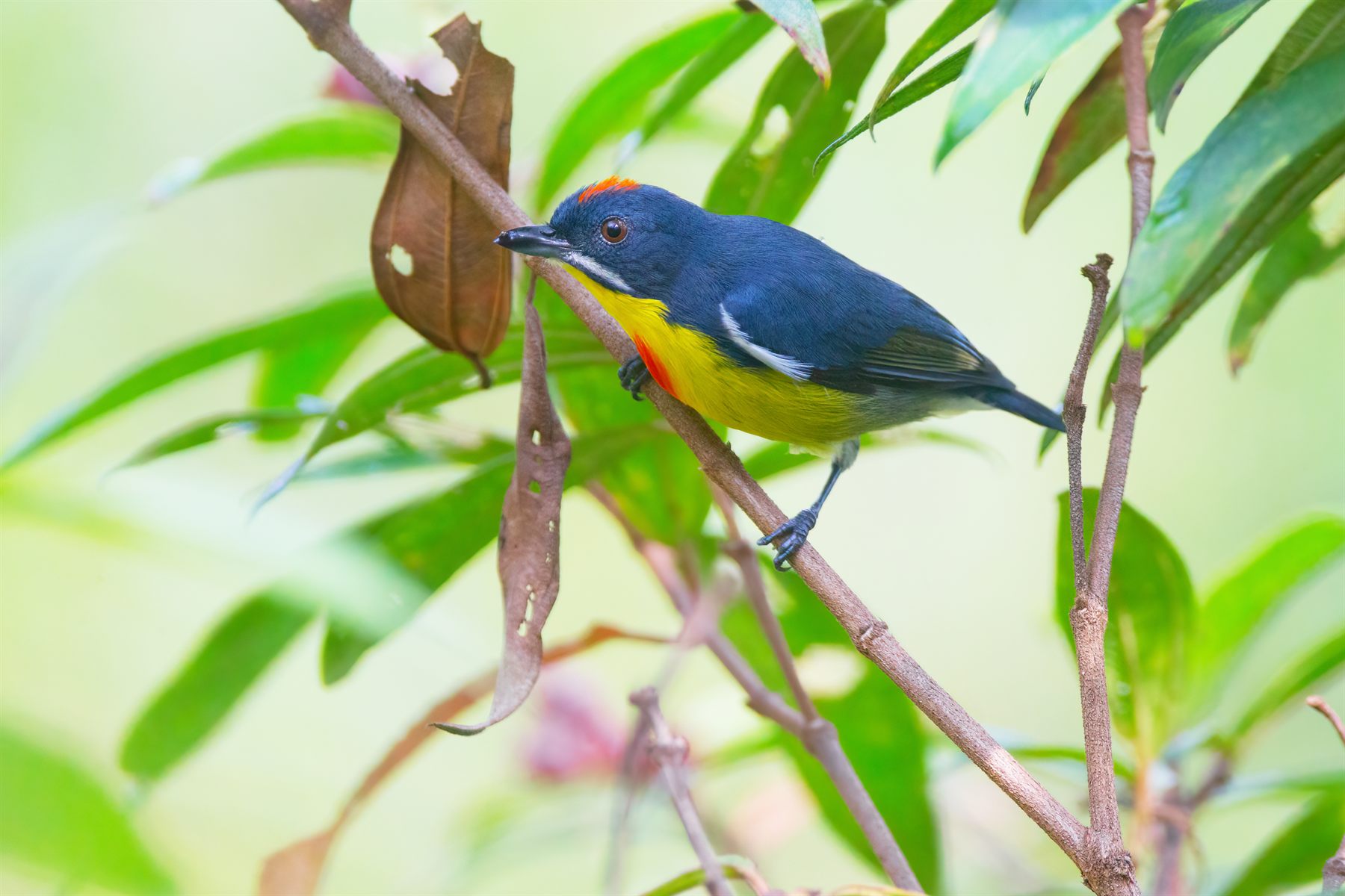 Crimson-breasted Flowerpecker — Borneo wildlife, book, free download, jungle tour, bird, bird tour