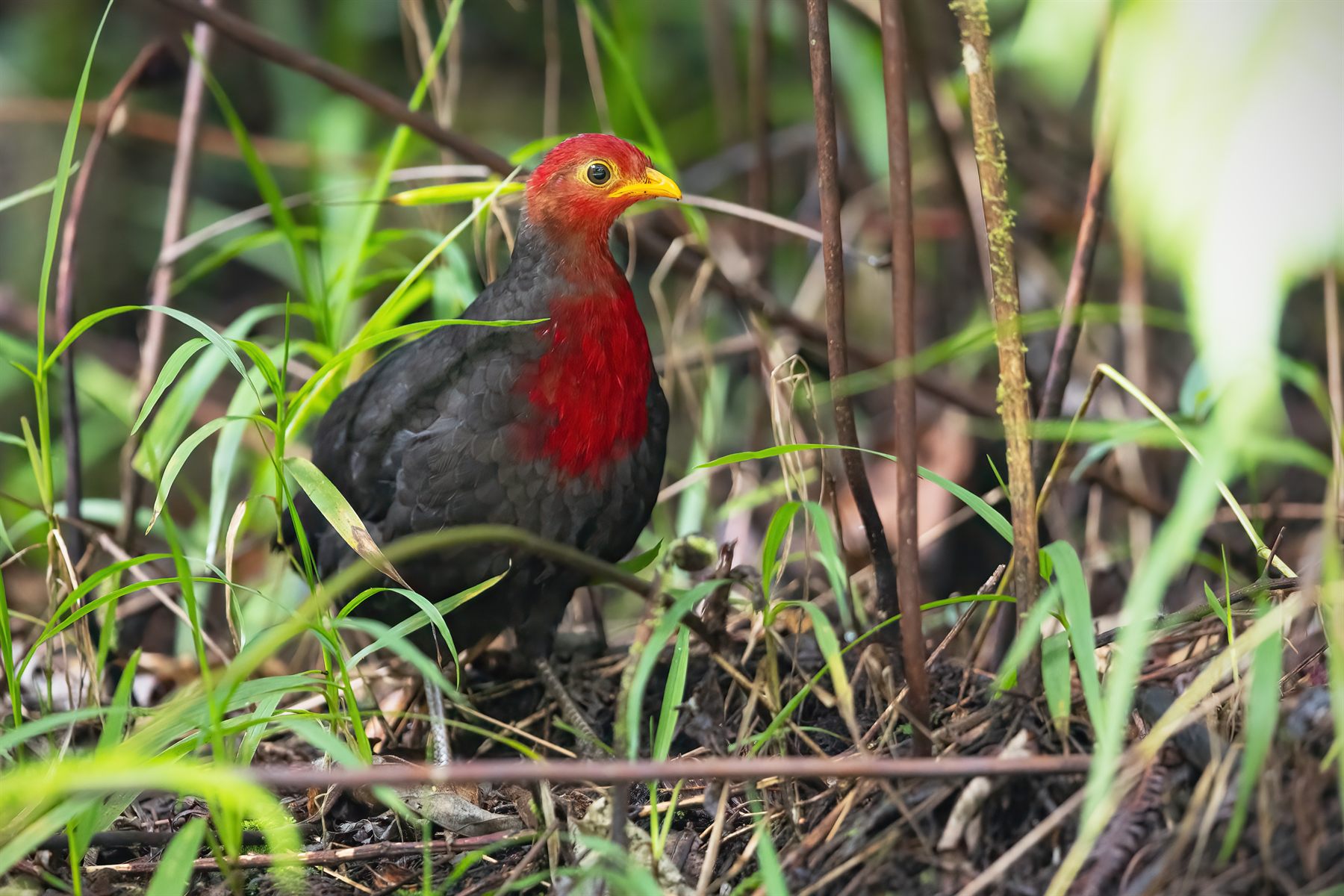 Crimson-headed Partridge — Borneo wildlife, book, free download, jungle tour, bird, bird tour