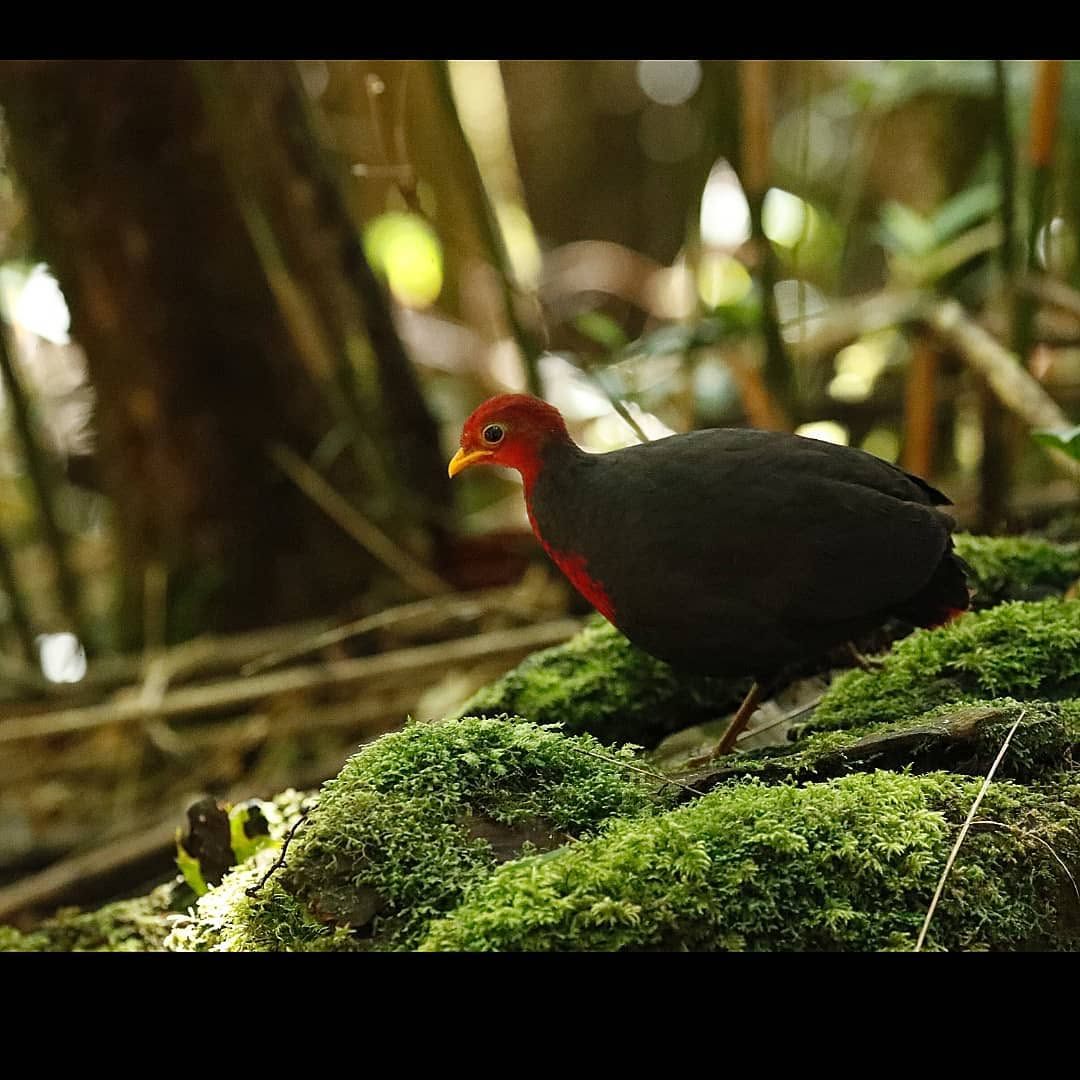 Crimson-headed Partridge — Borneo wildlife, book, free download, jungle tour, bird, bird tour