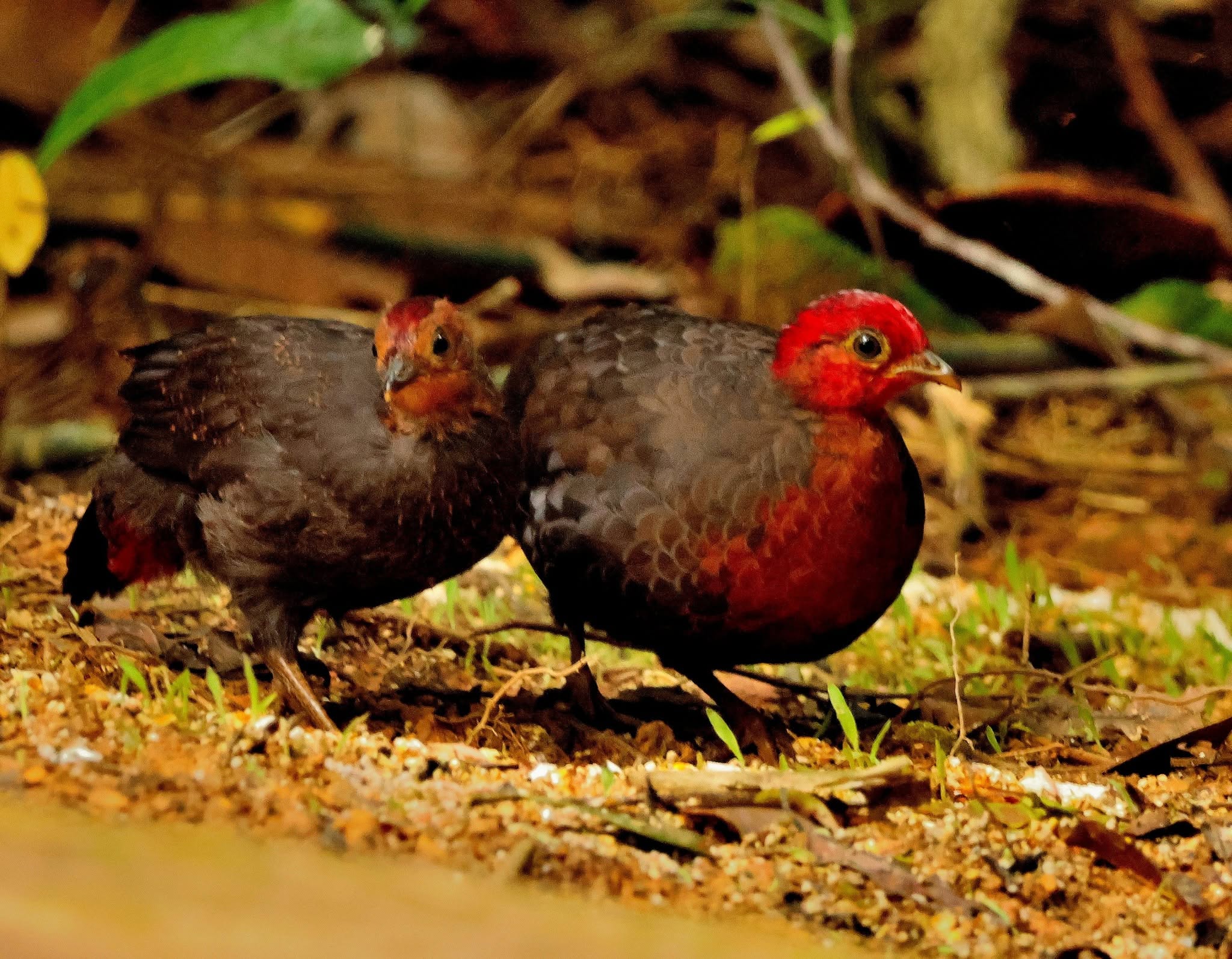 Crimson-headed Partridge — Borneo wildlife, book, free download, jungle tour, bird, bird tour