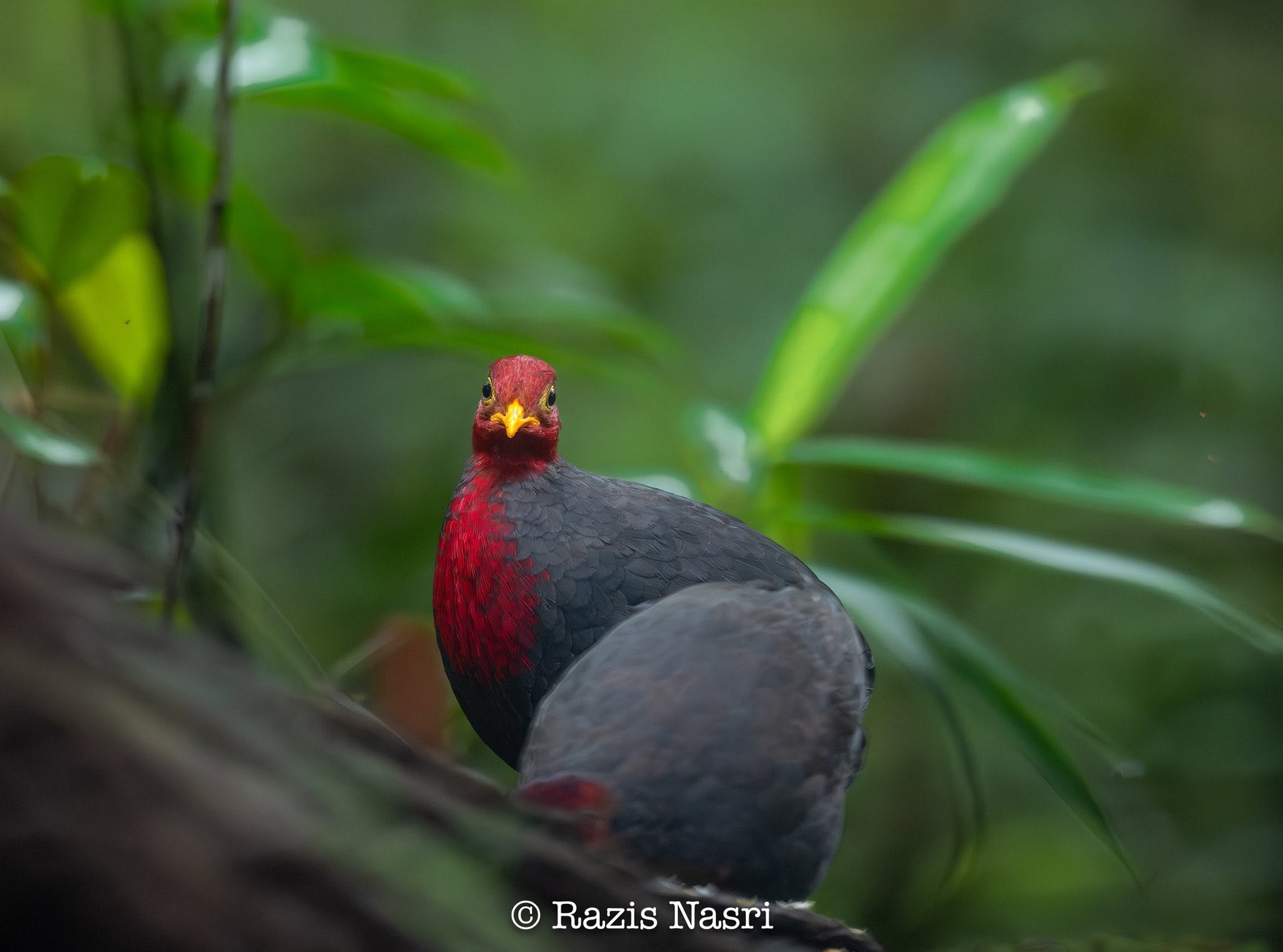 Crimson-headed Partridge — Borneo wildlife, book, free download, jungle tour, bird, bird tour