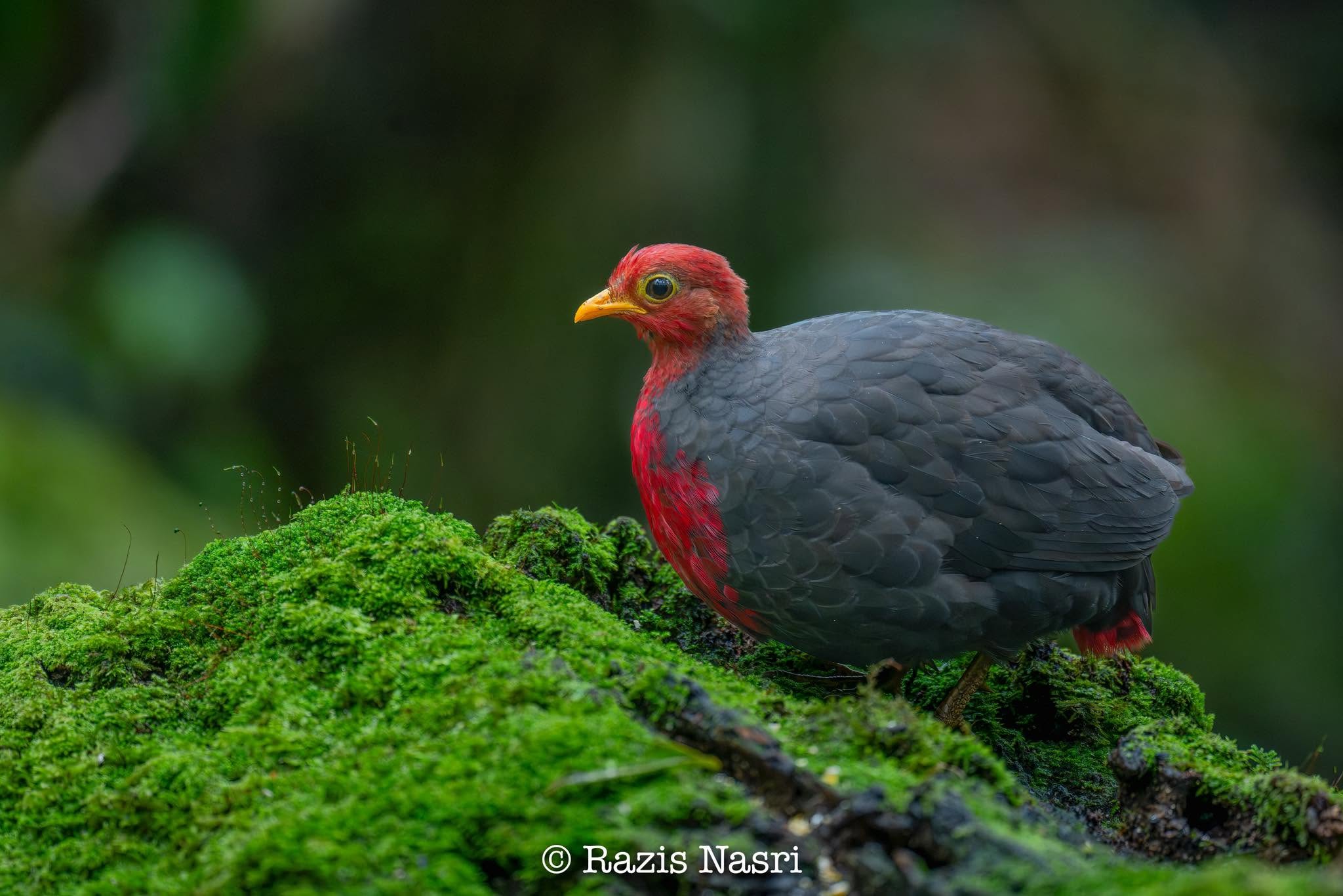 Crimson-headed Partridge — Borneo wildlife, book, free download, jungle tour, bird, bird tour