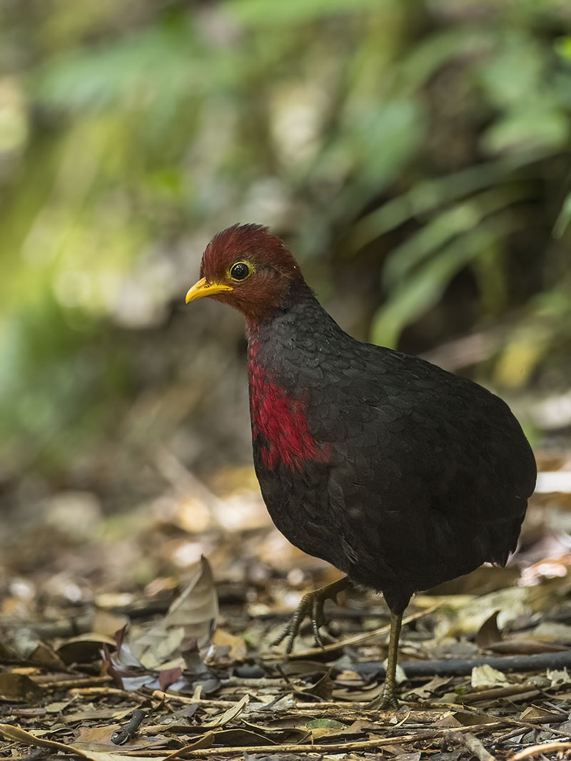 Crimson-headed Partridge — Borneo wildlife, book, free download, jungle tour, bird, bird tour
