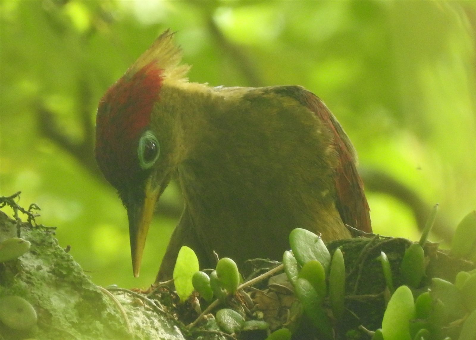 Crimson-winged Woodpecker — Borneo wildlife, book, free download, jungle tour, bird, bird tour