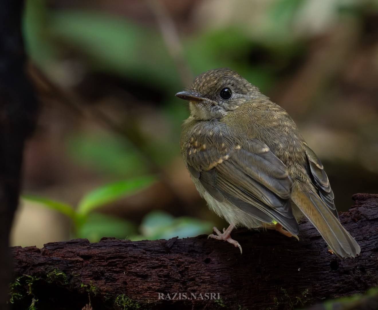 Crocker Jungle Flycatcher — Borneo wildlife, book, free download, jungle tour, bird, bird tour