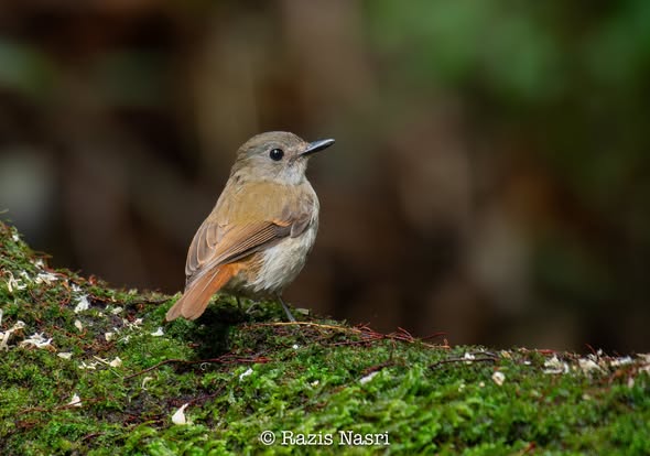 Crocker Jungle Flycatcher — Borneo wildlife, book, free download, jungle tour, bird, bird tour