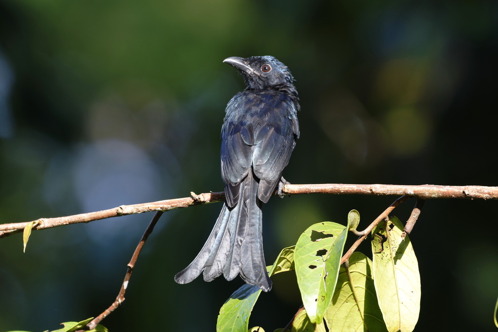 Crow-billed Drongo — Borneo wildlife, book, free download, jungle tour, bird, bird tour