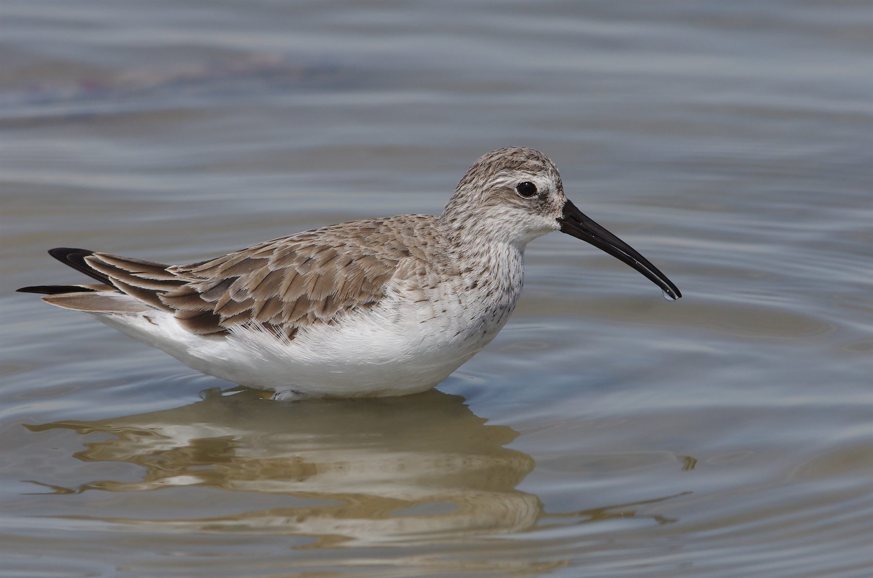 Curlew Sandpiper — Borneo wildlife, book, free download, jungle tour, bird, bird tour