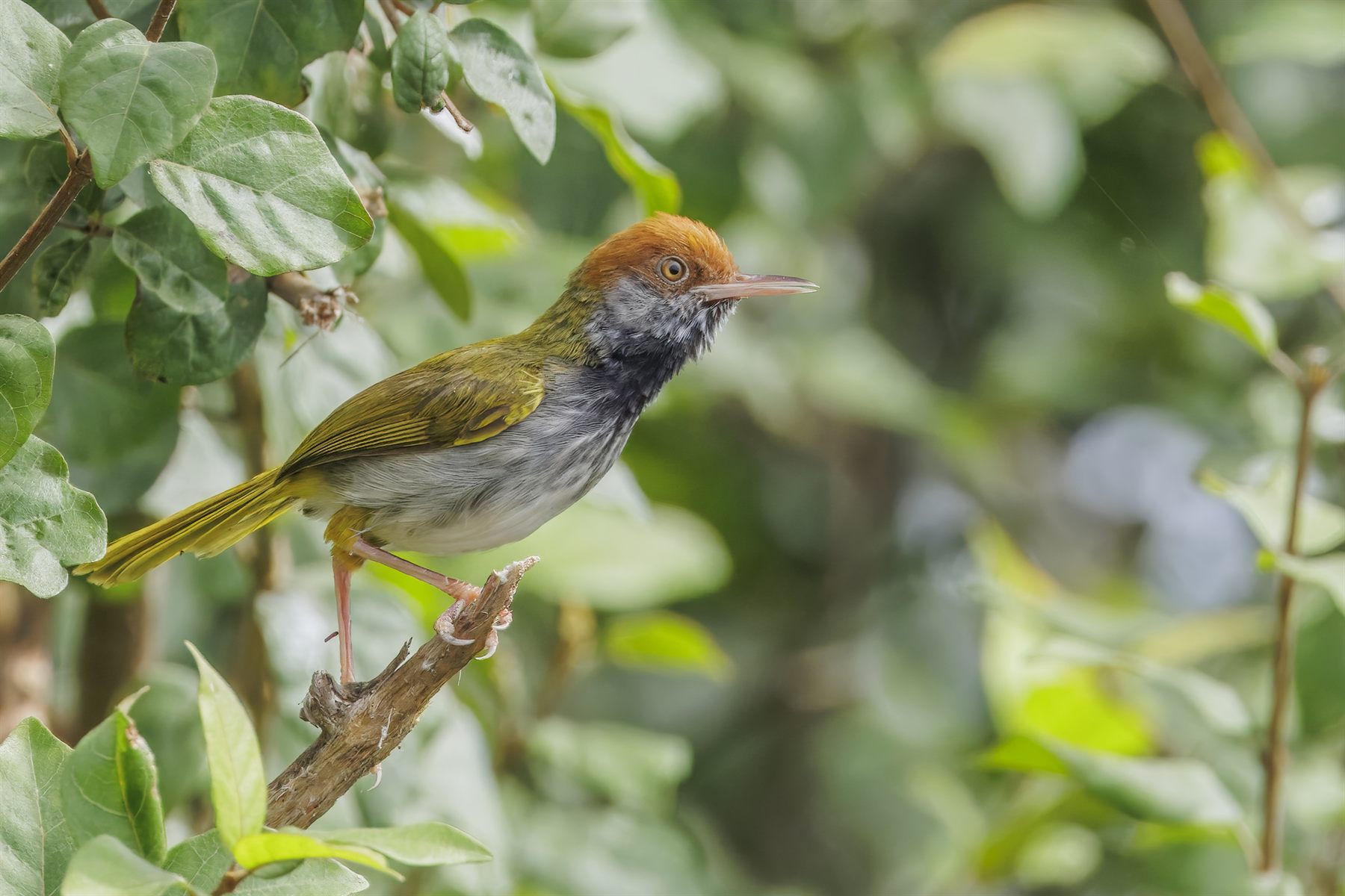 Dark-necked Tailorbird — Borneo wildlife, book, free download, jungle tour, bird, bird tour