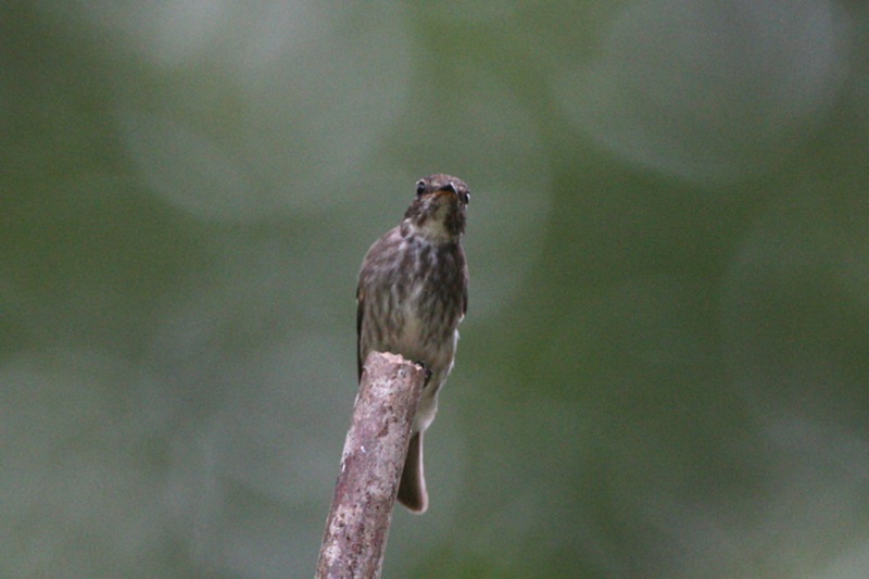 Dark-sided Flycatcher — Borneo wildlife, book, free download, jungle tour, bird, bird tour