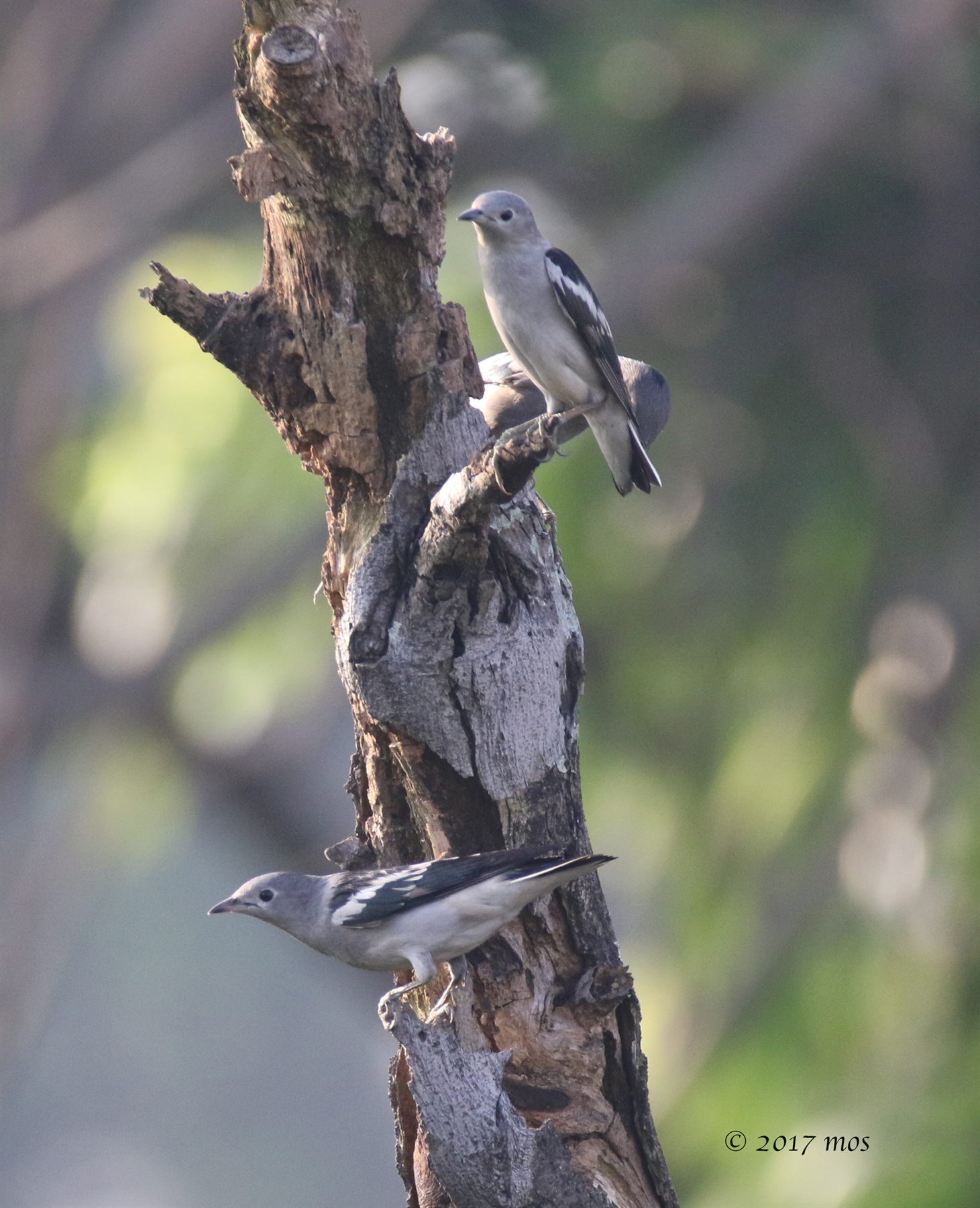 Daurian Starling — Borneo wildlife, book, free download, jungle tour, bird, bird tour