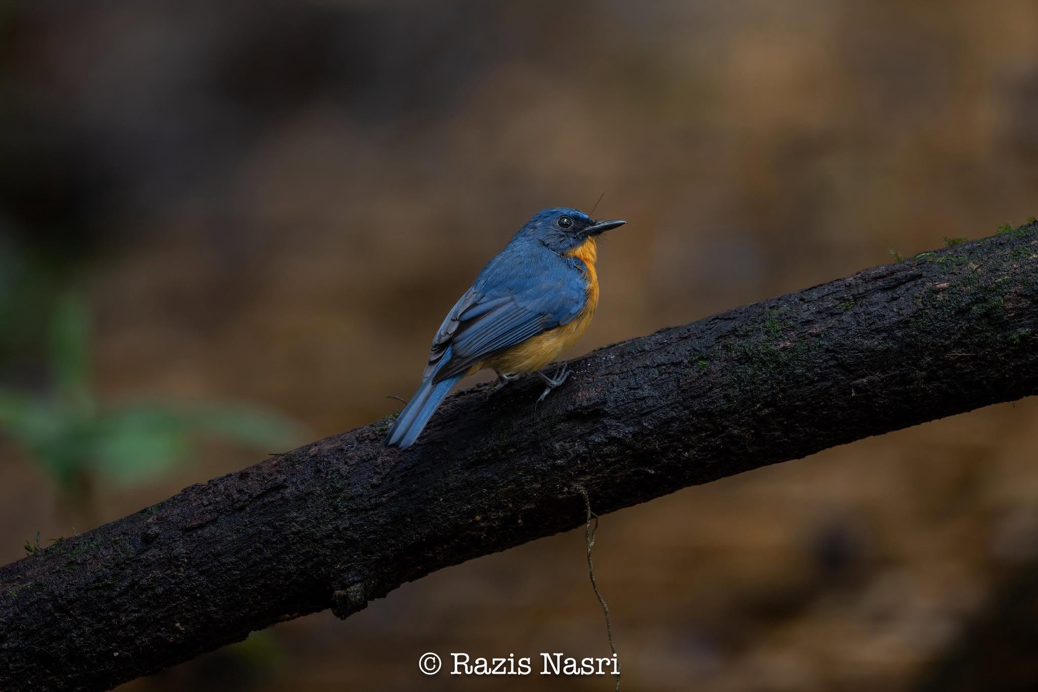 Dayak Blue Flycatcher — Borneo wildlife, book, free download, jungle tour, bird, bird tour