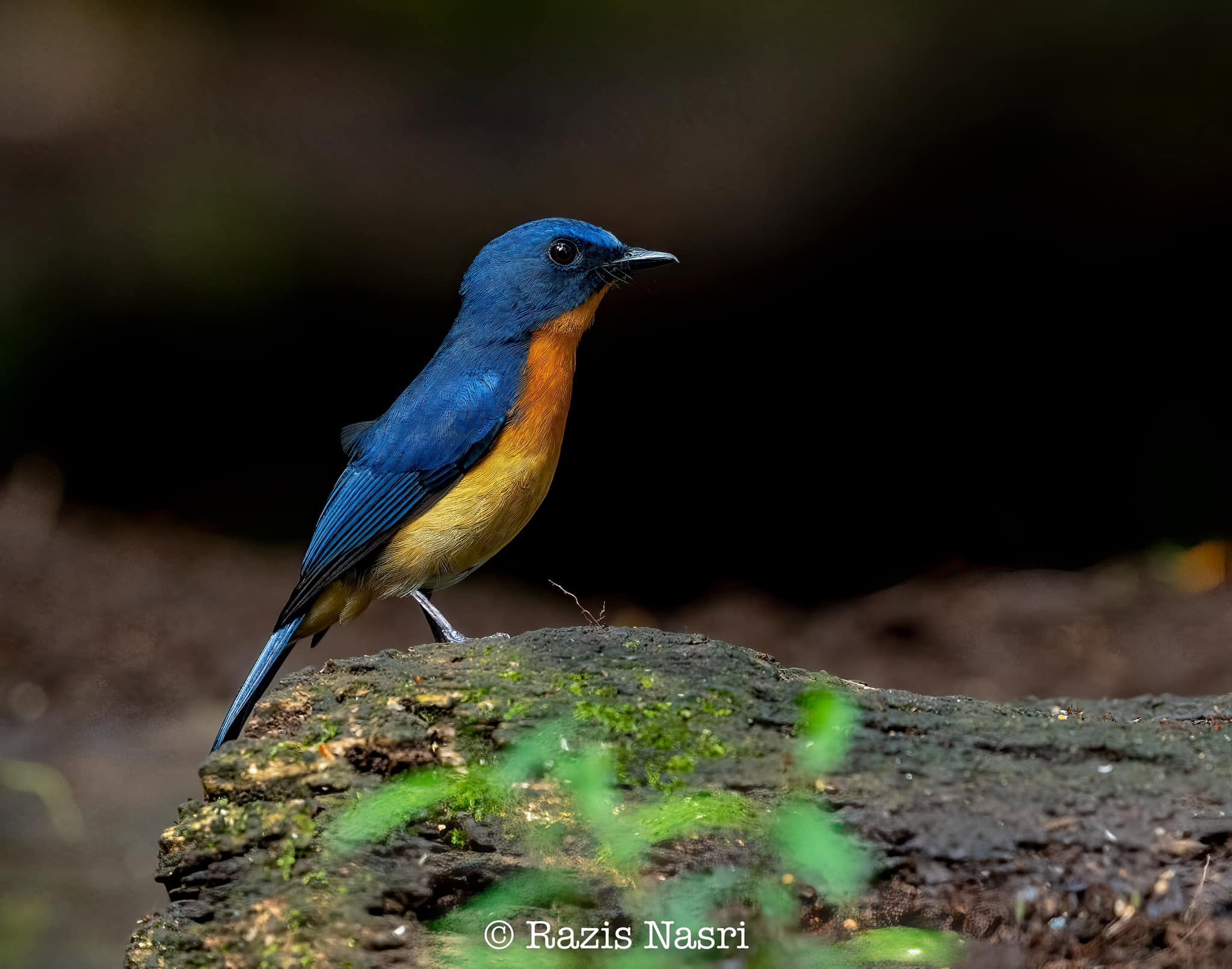 Dayak Blue Flycatcher — Borneo wildlife, book, free download, jungle tour, bird, bird tour