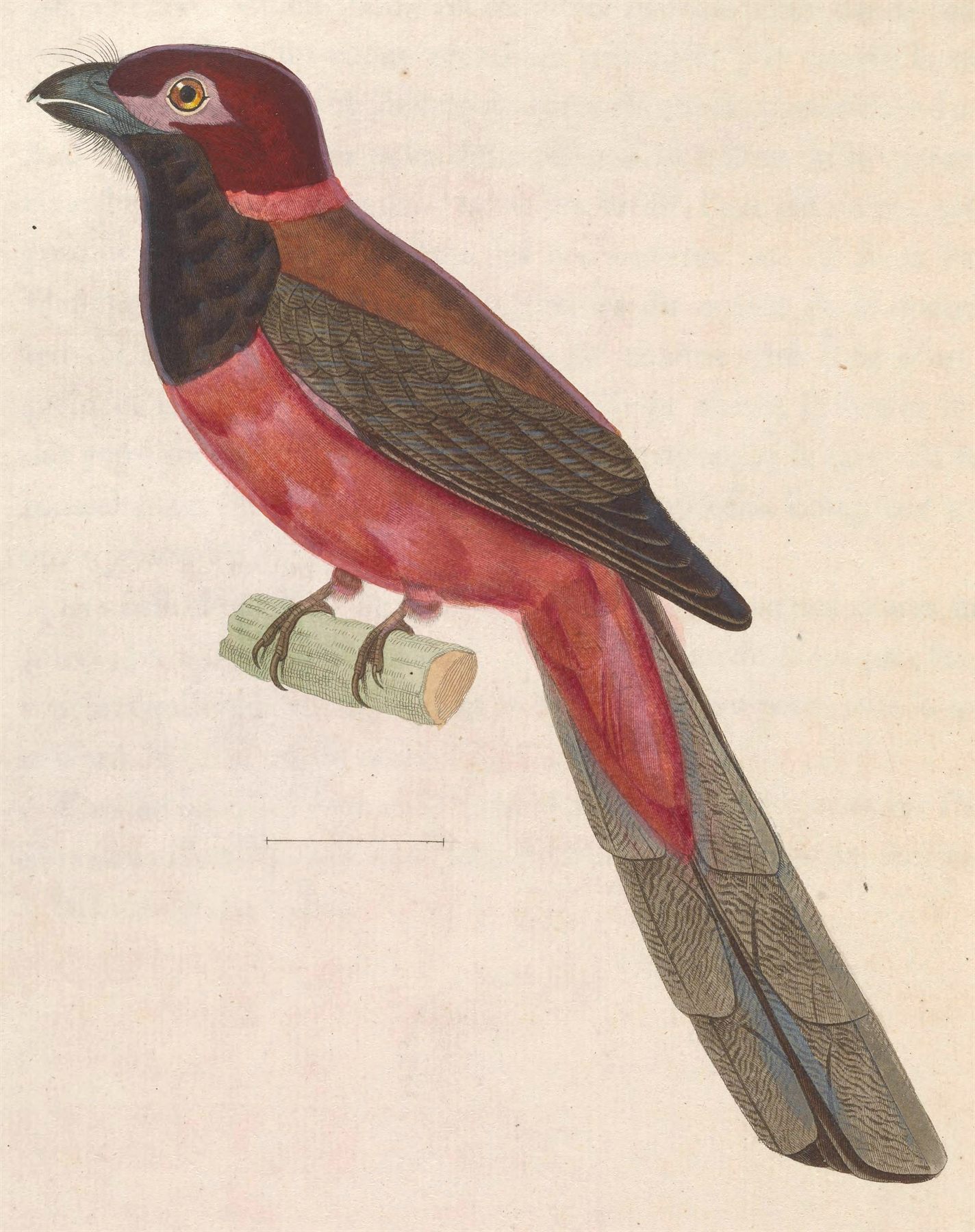 Diard's Trogon — Borneo wildlife, book, free download, jungle tour, bird, bird tour