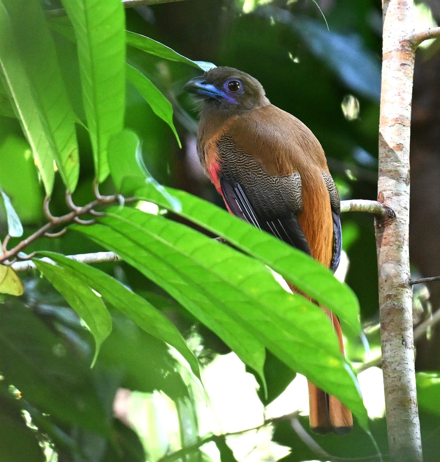 Diard's Trogon — Borneo wildlife, book, free download, jungle tour, bird, bird tour