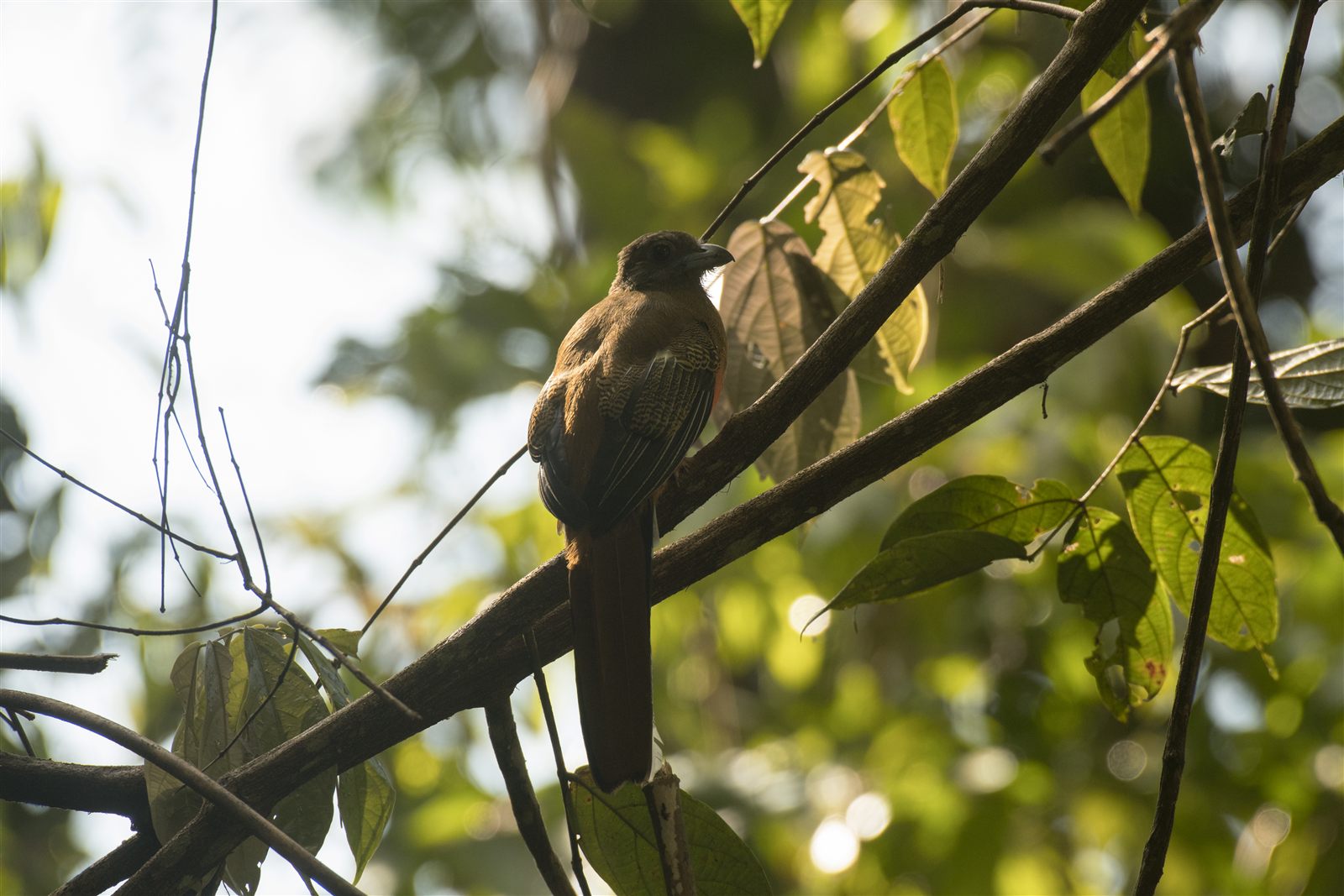 Diard's Trogon — Borneo wildlife, book, free download, jungle tour, bird, bird tour
